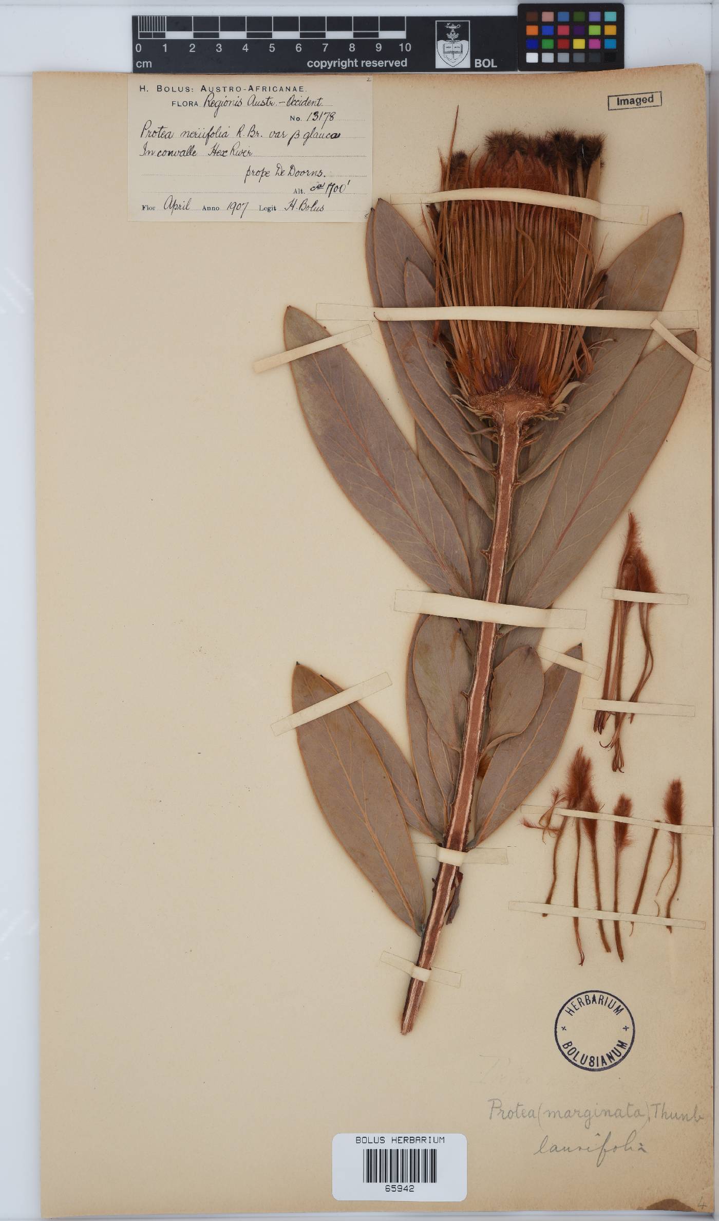 Protea laurifolia image