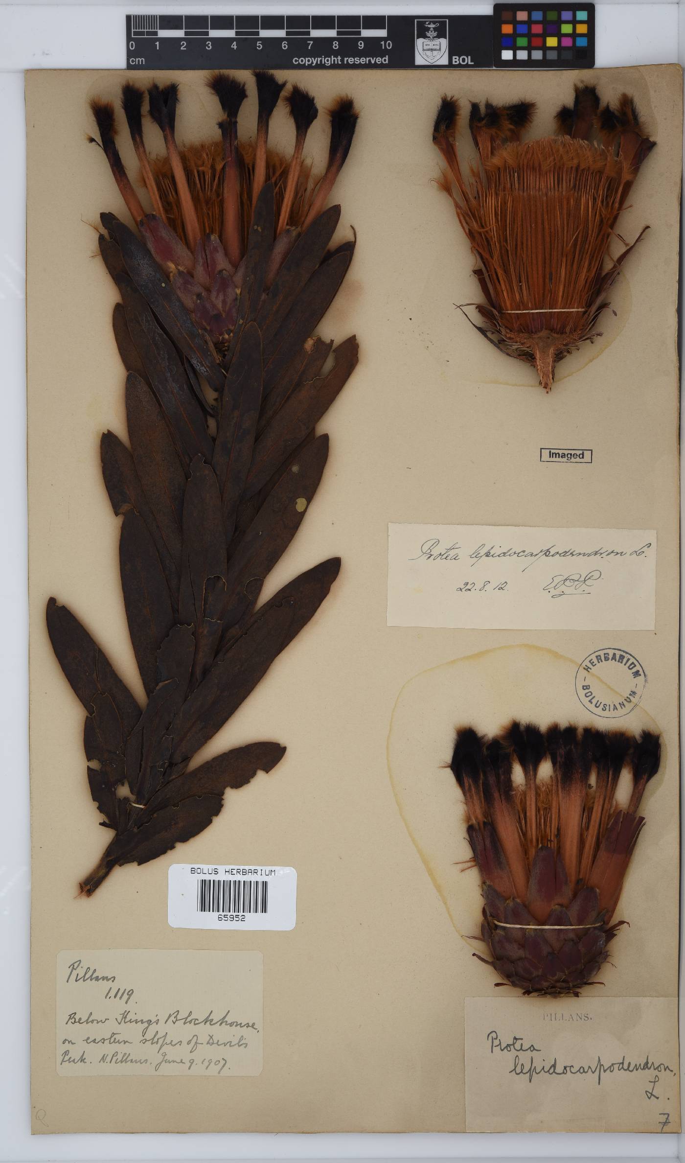 Protea lepidocarpodendron image