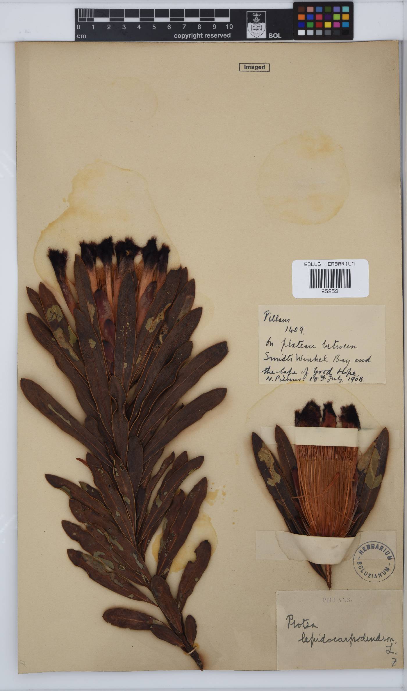 Protea lepidocarpodendron image
