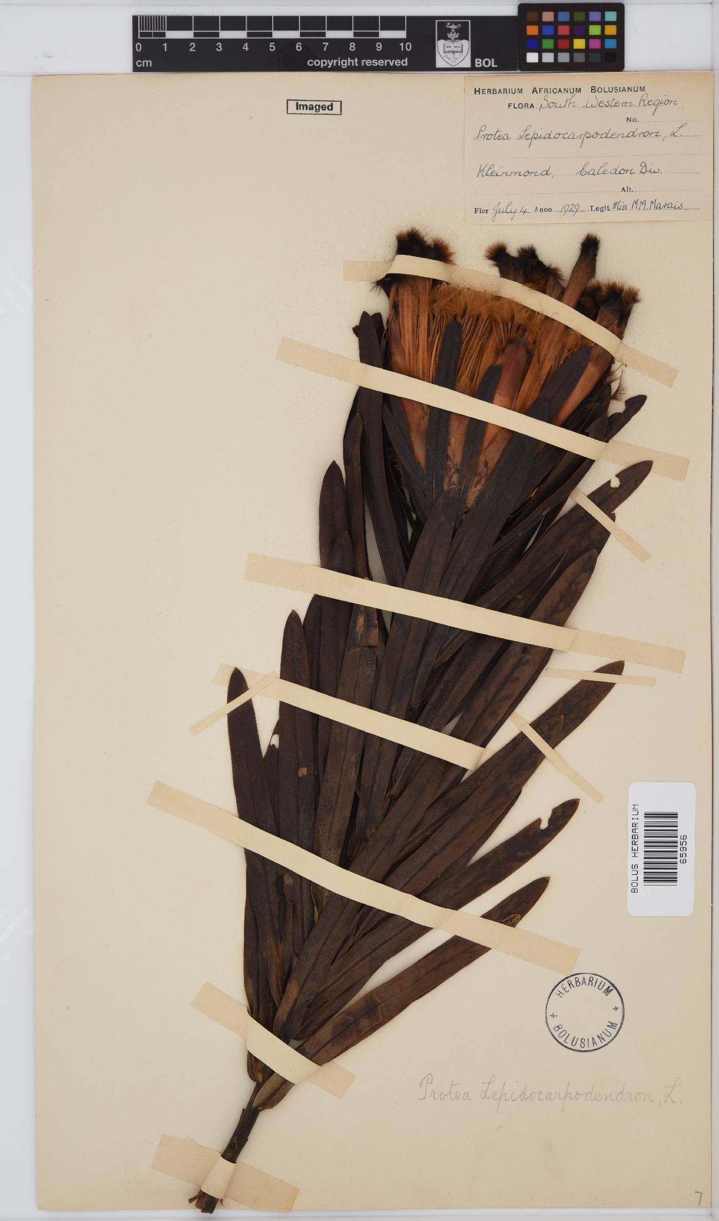 Protea lepidocarpodendron image