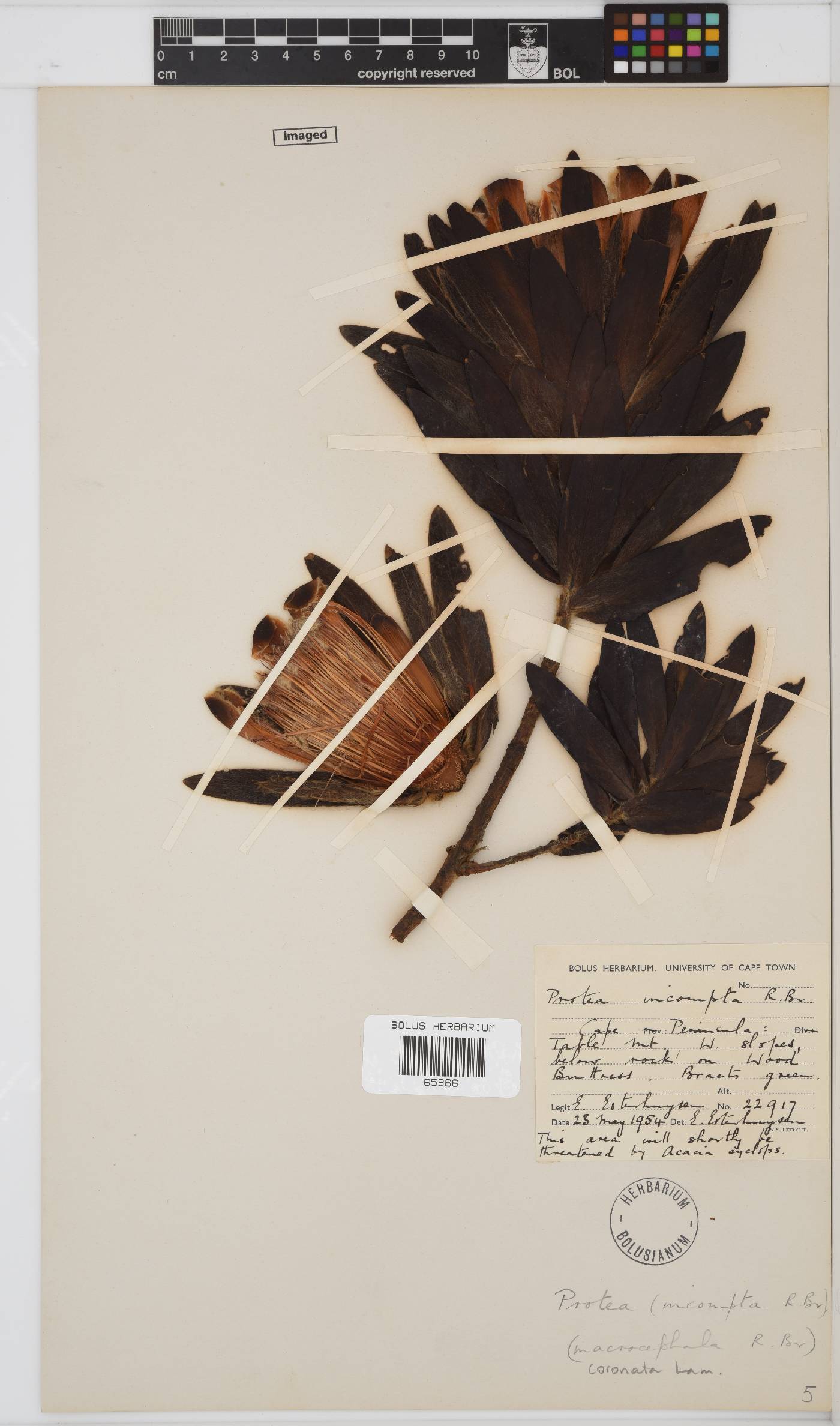 Protea coronata image