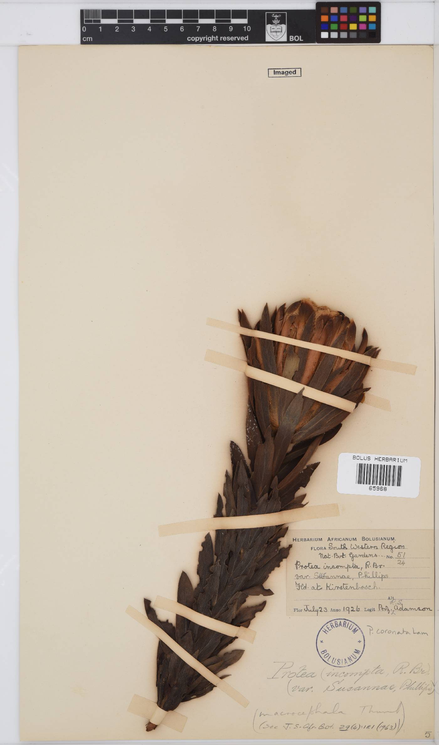 Protea coronata image