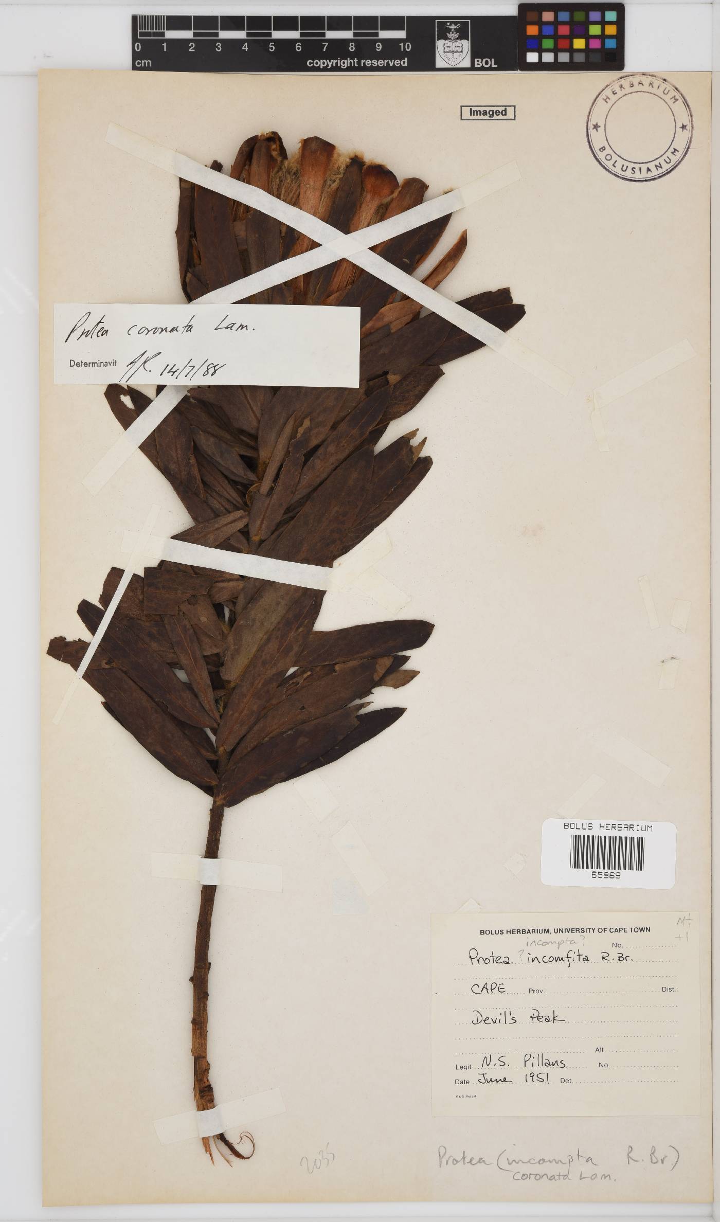 Protea coronata image