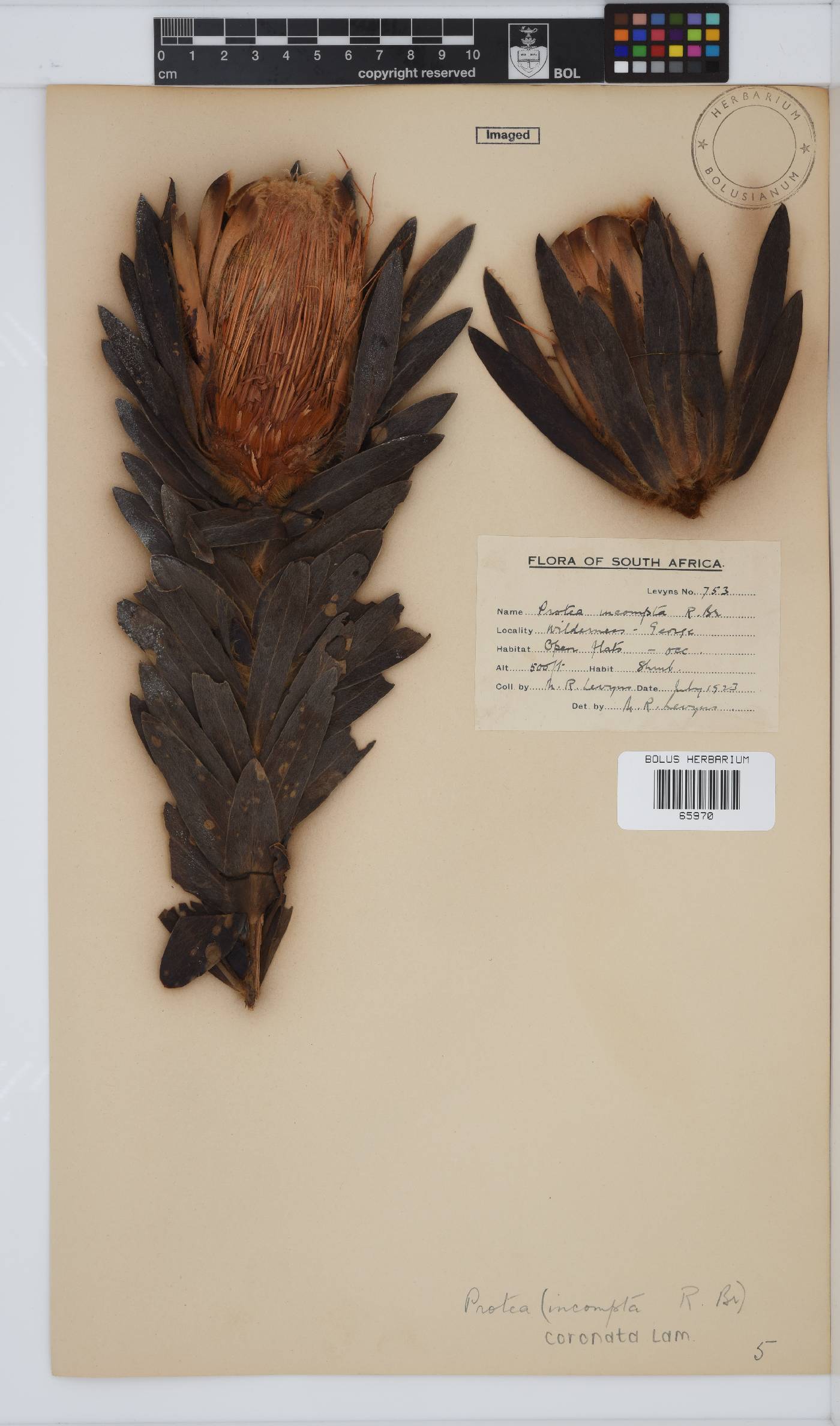 Protea coronata image