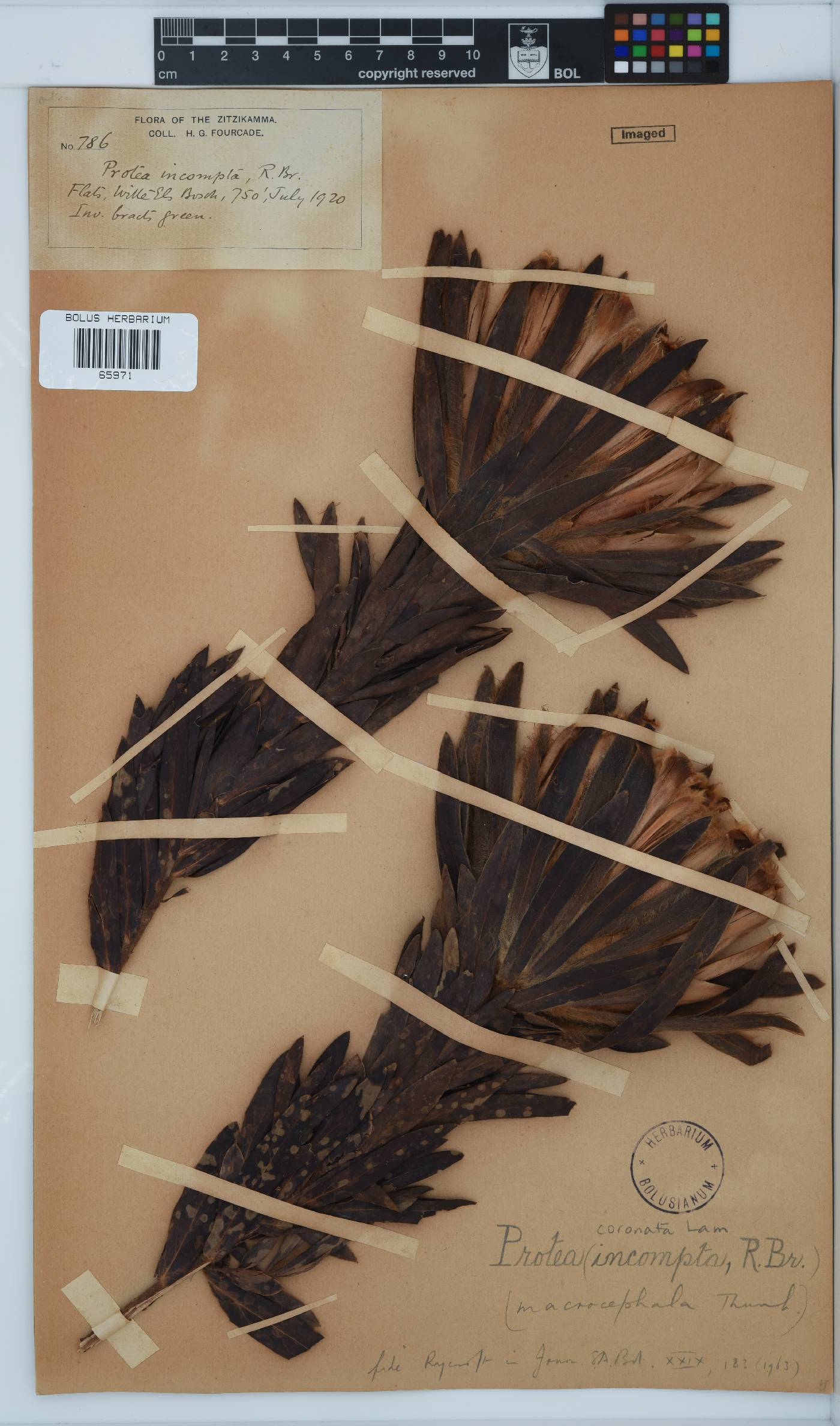 Protea coronata image