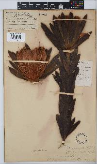 Protea coronata image