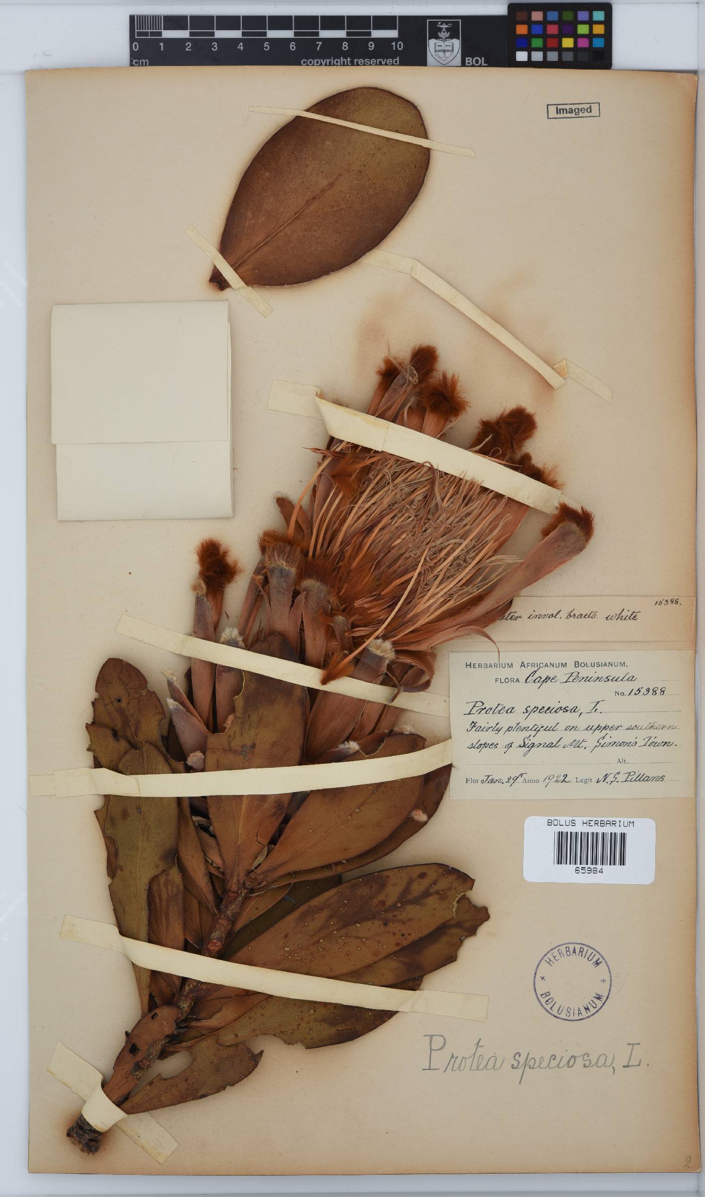 Protea speciosa image