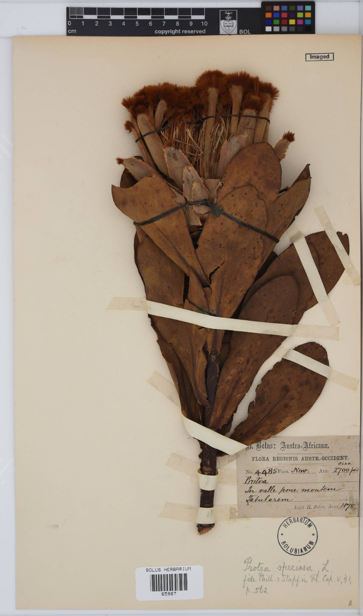 Protea speciosa image