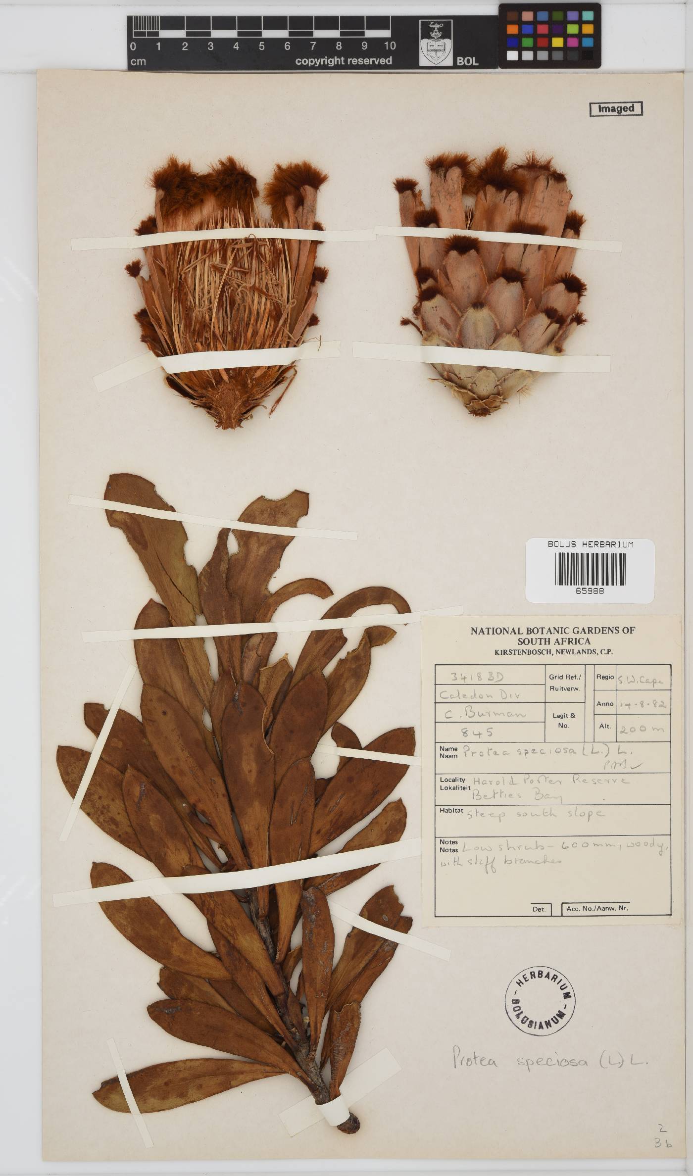 Protea speciosa image