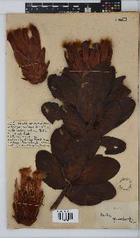 Protea grandiceps image