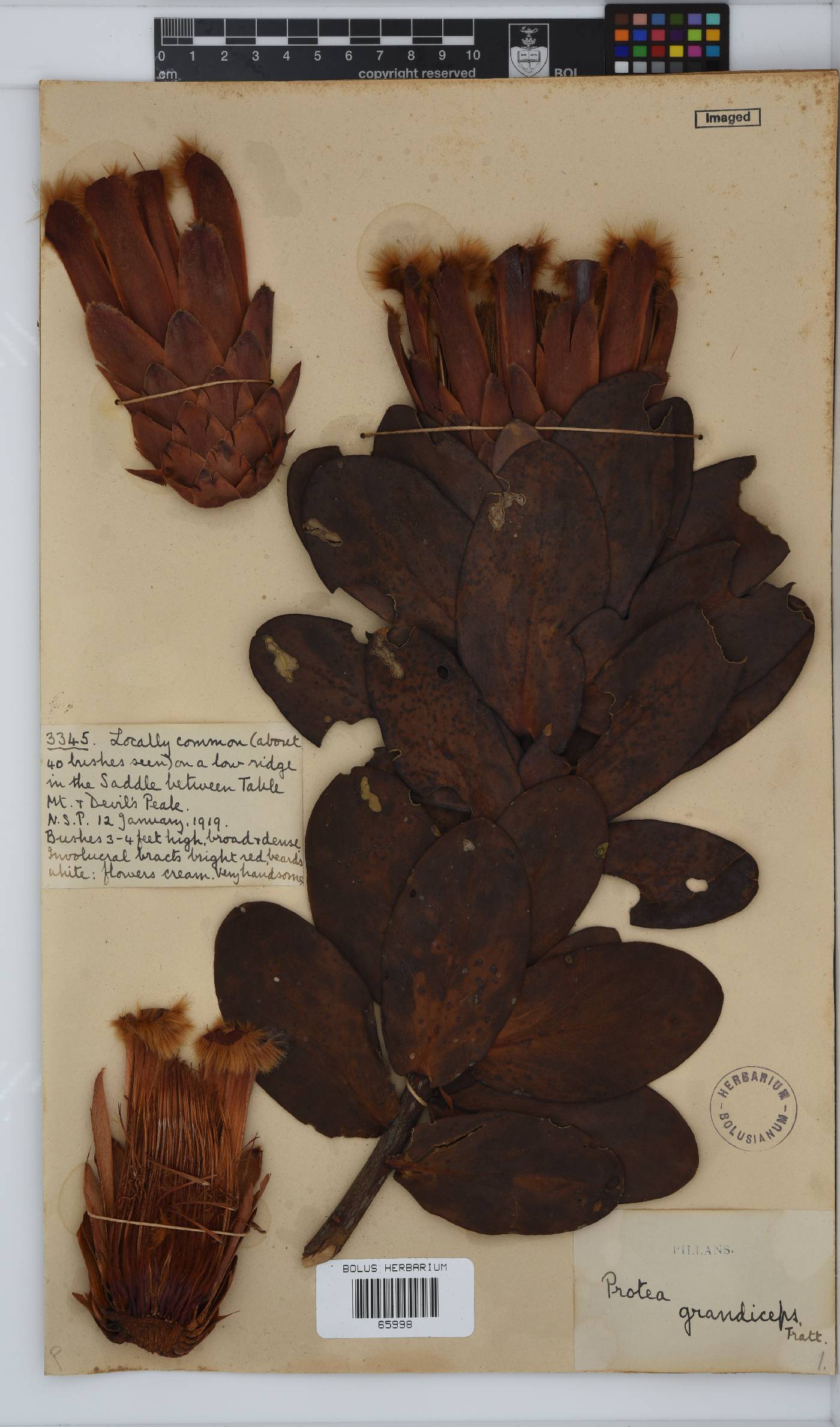 Protea grandiceps image