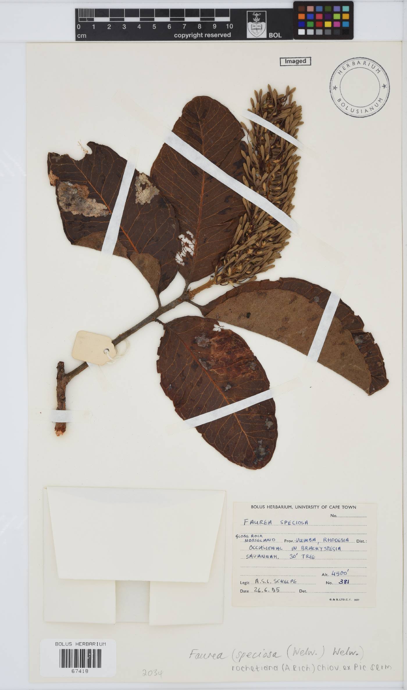 Faurea rochetiana image