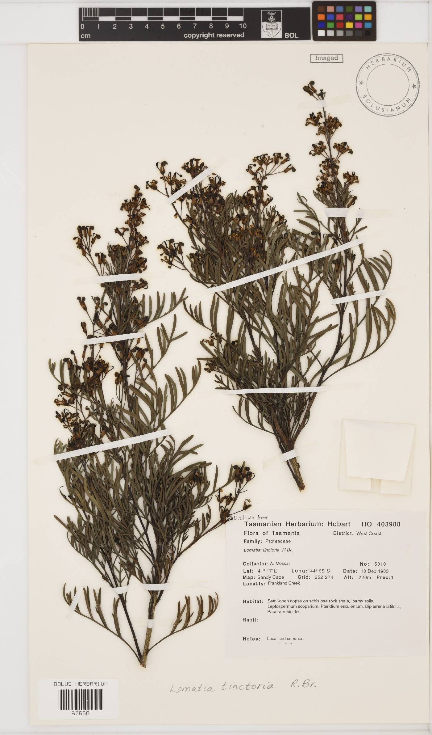 Lomatia tinctoria image