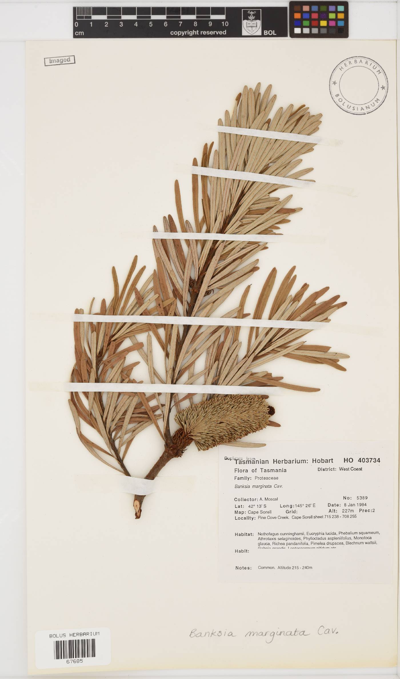 Banksia marginata image