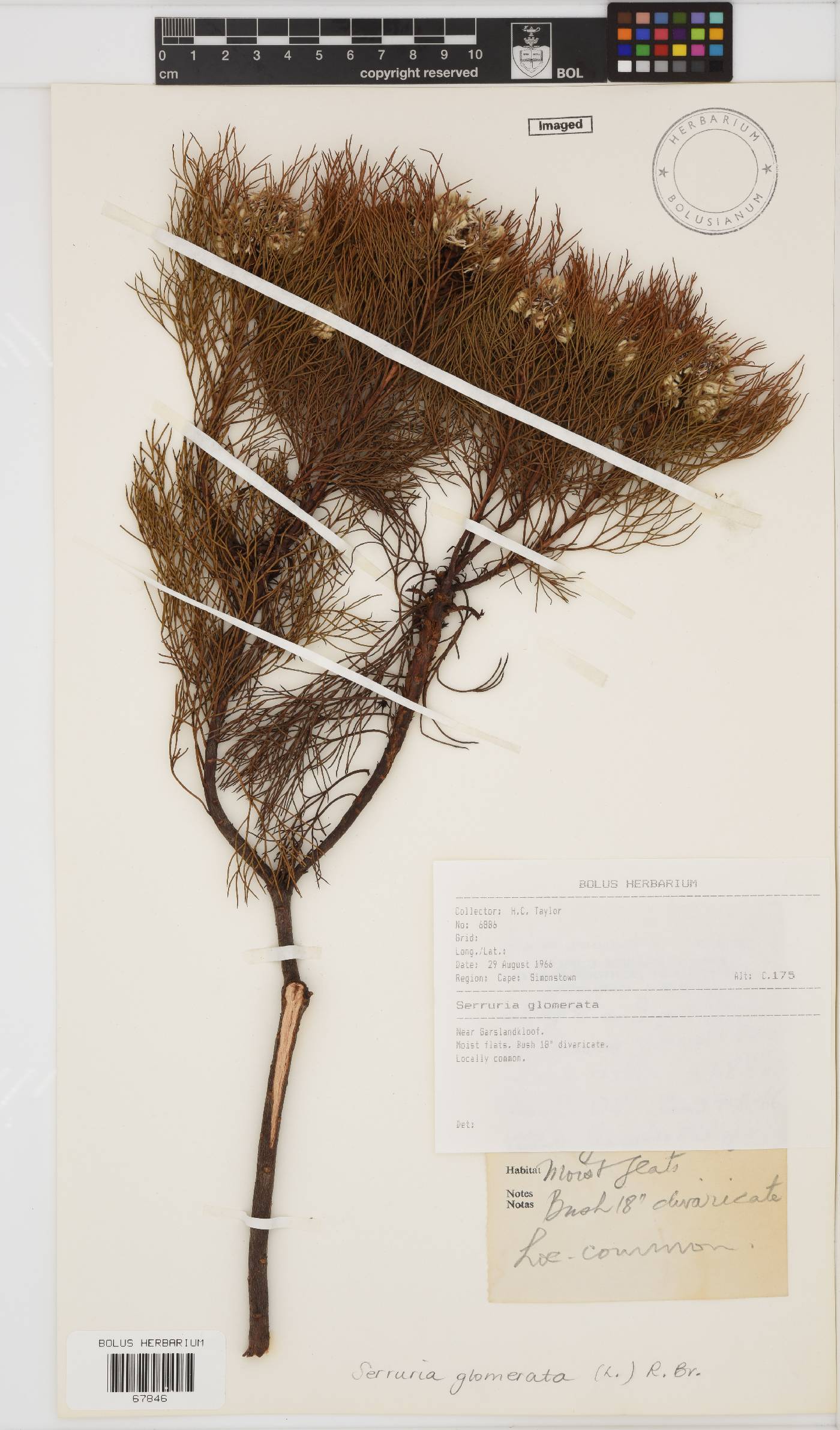 Serruria glomerata image