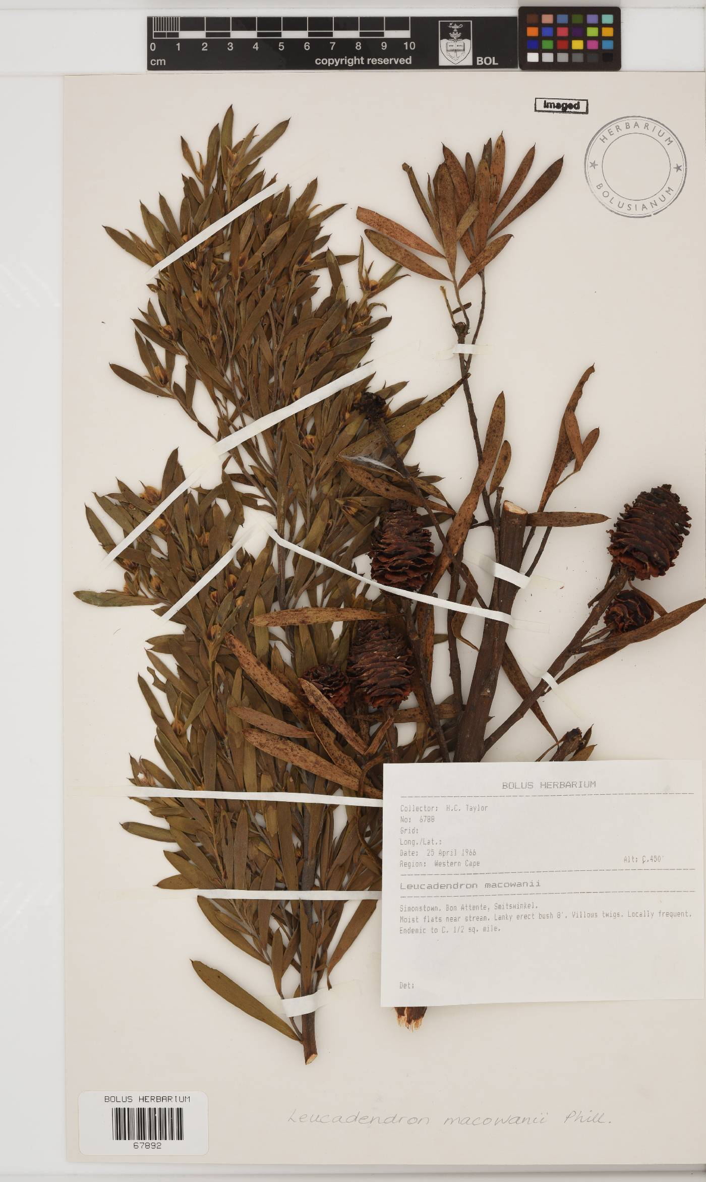 Leucadendron macowanii image