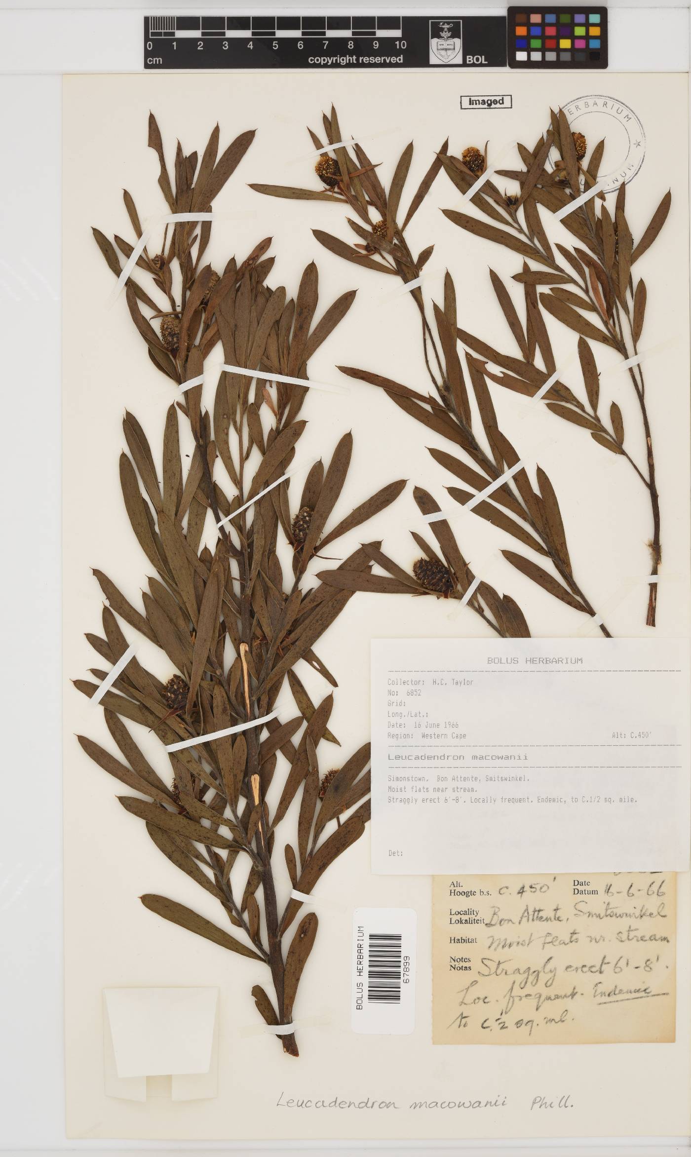 Leucadendron macowanii image
