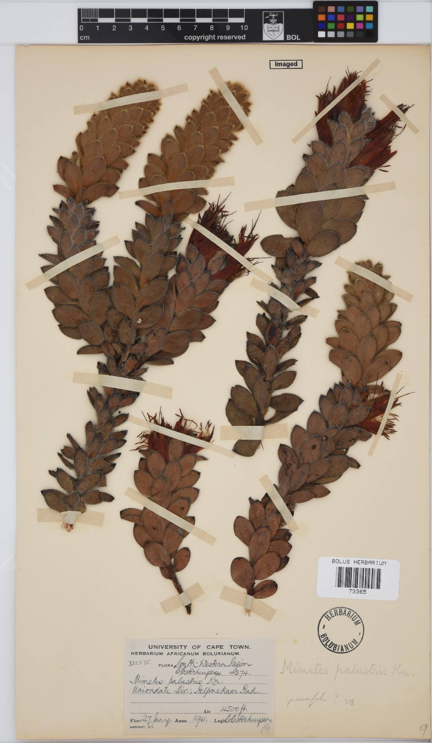Mimetes palustris image