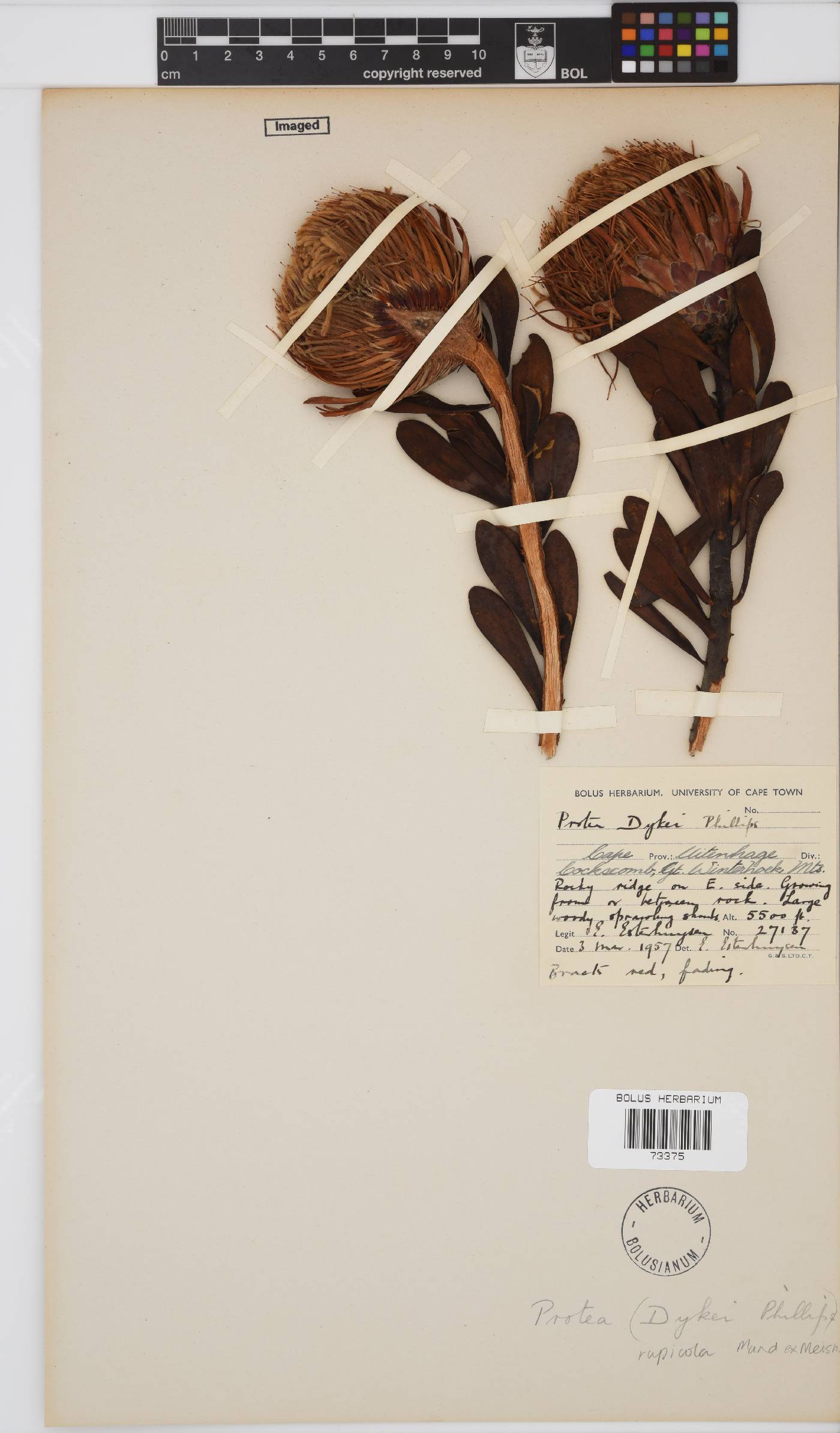 Protea rupicola image