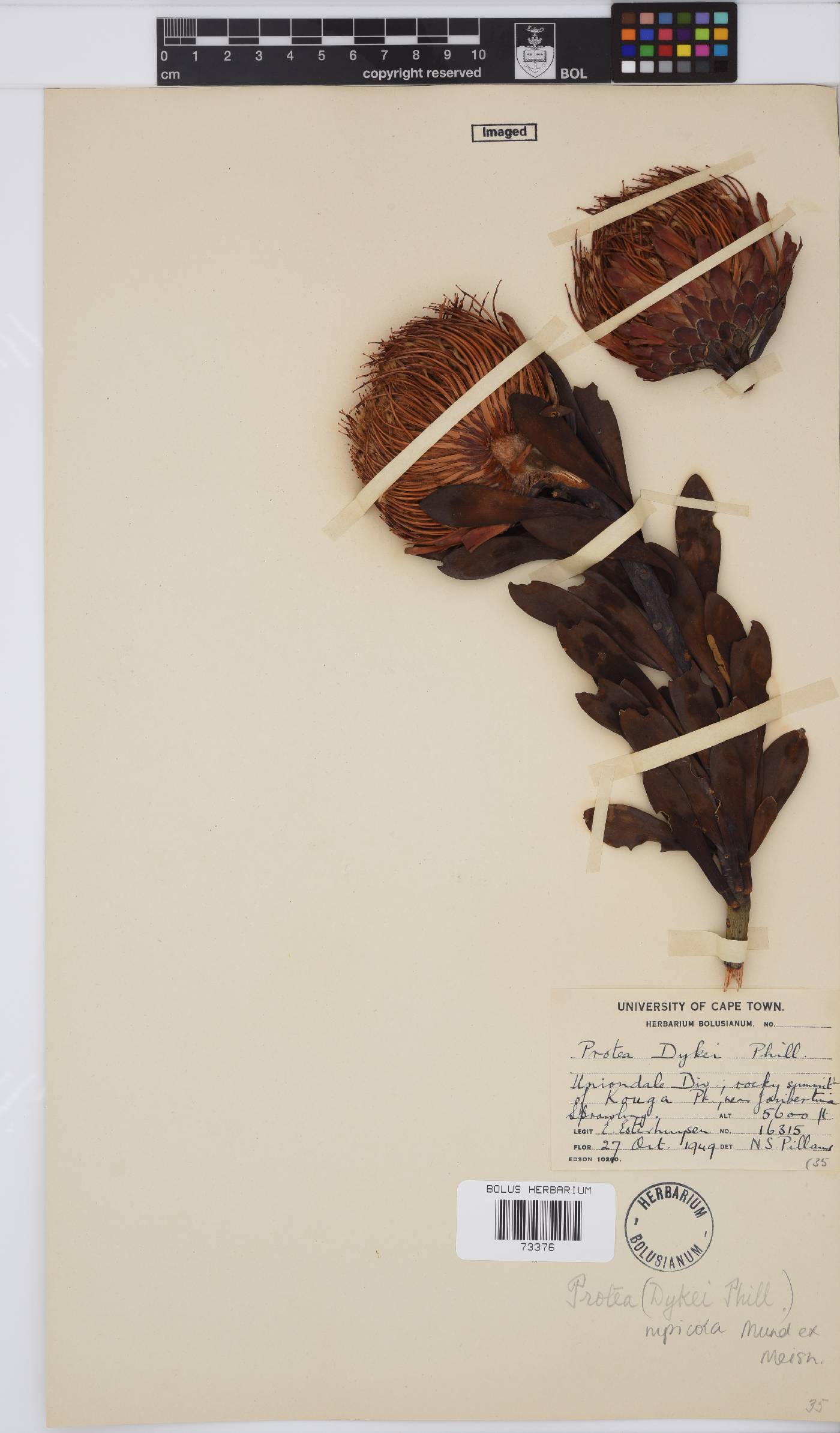 Protea rupicola image