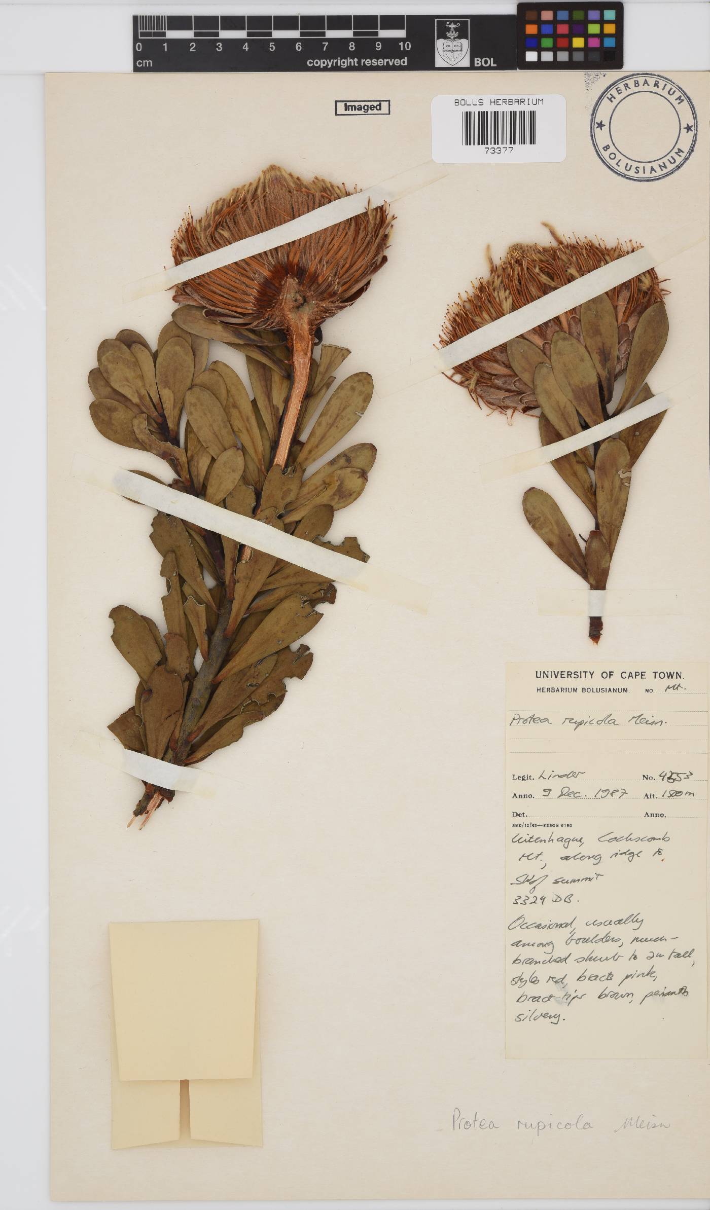 Protea rupicola image