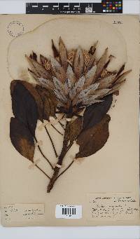 Protea cynaroides image
