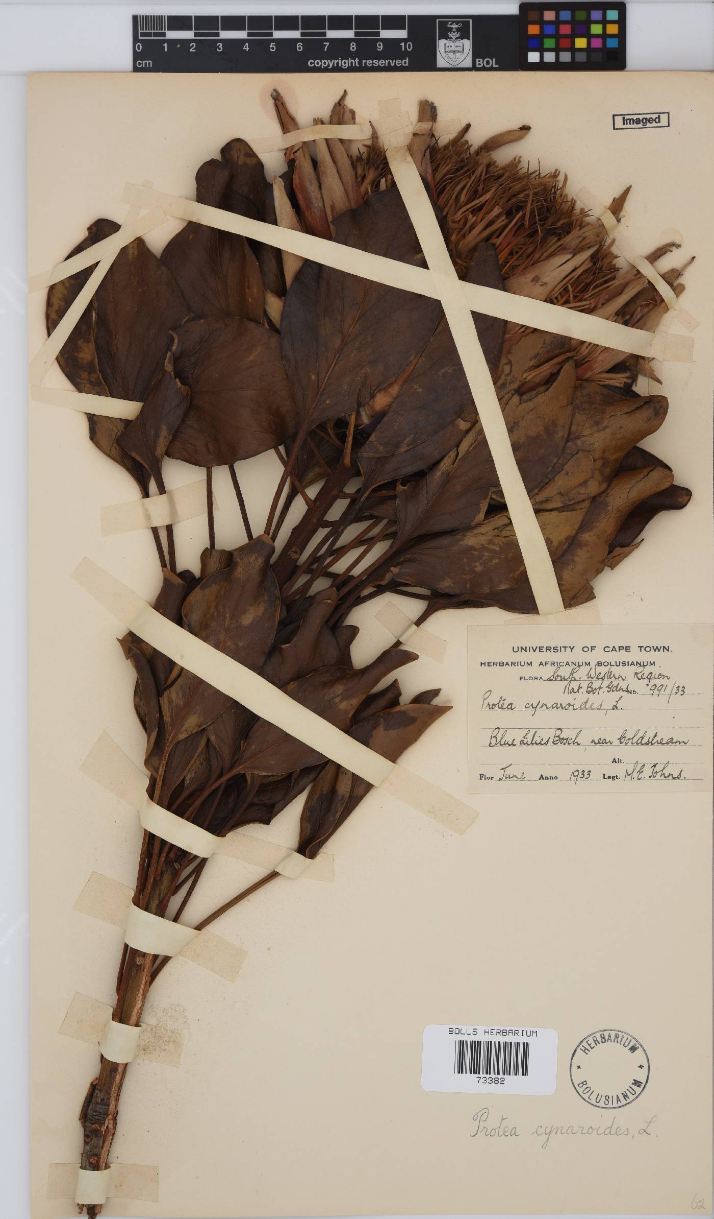 Protea cynaroides image