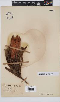 Protea repens image