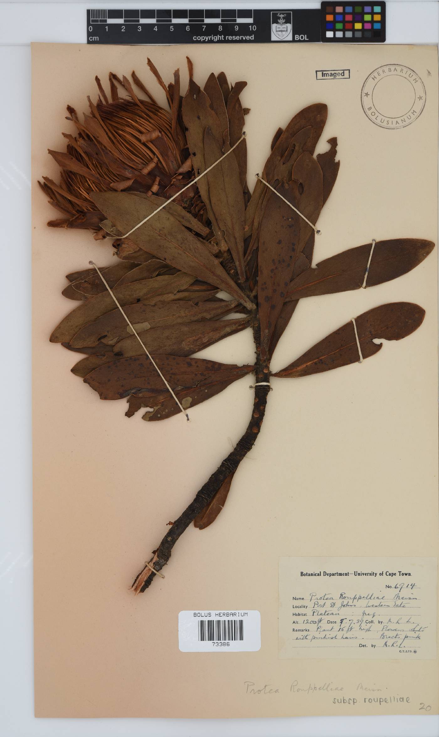Protea roupelliae subsp. roupelliae image