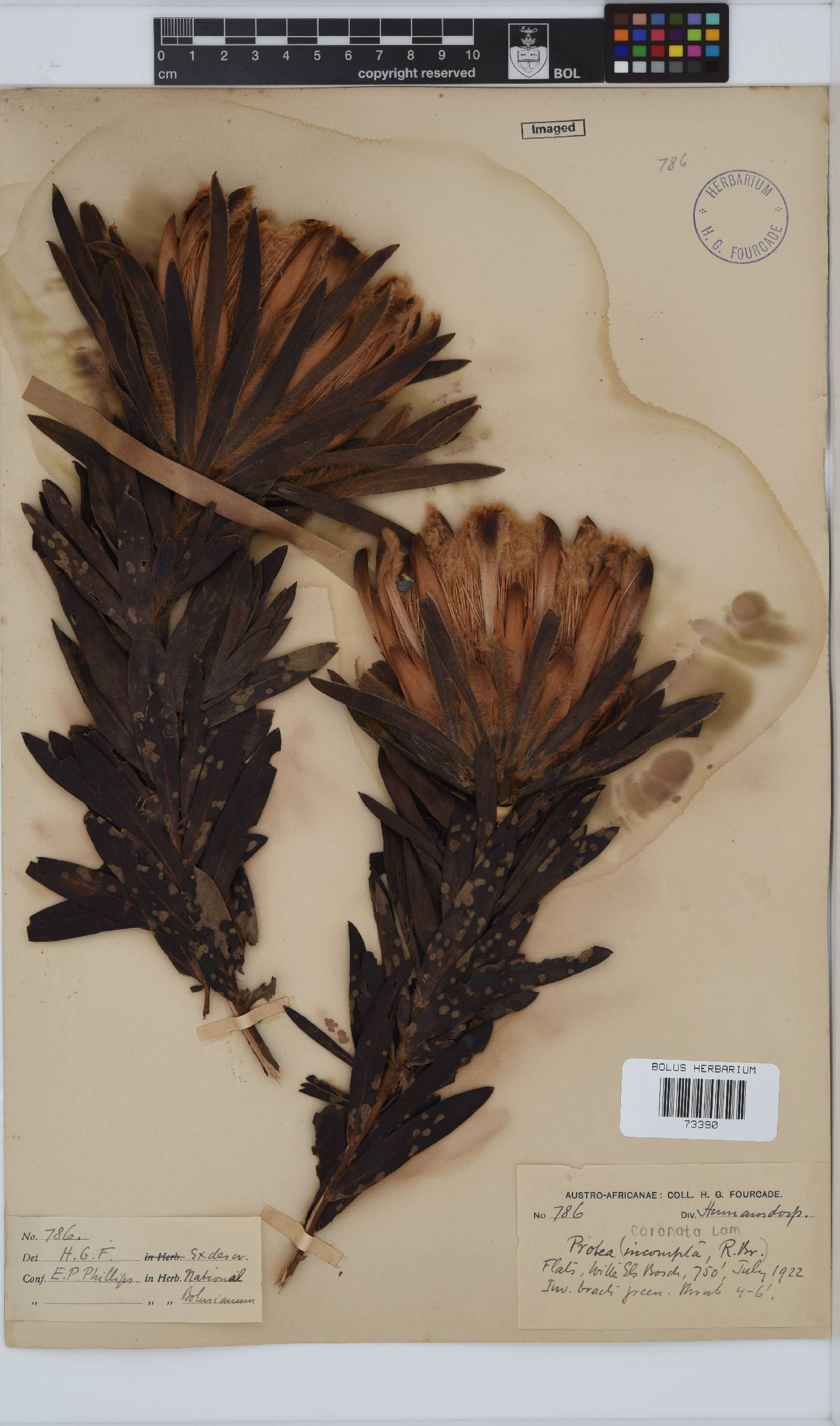 Protea coronata image
