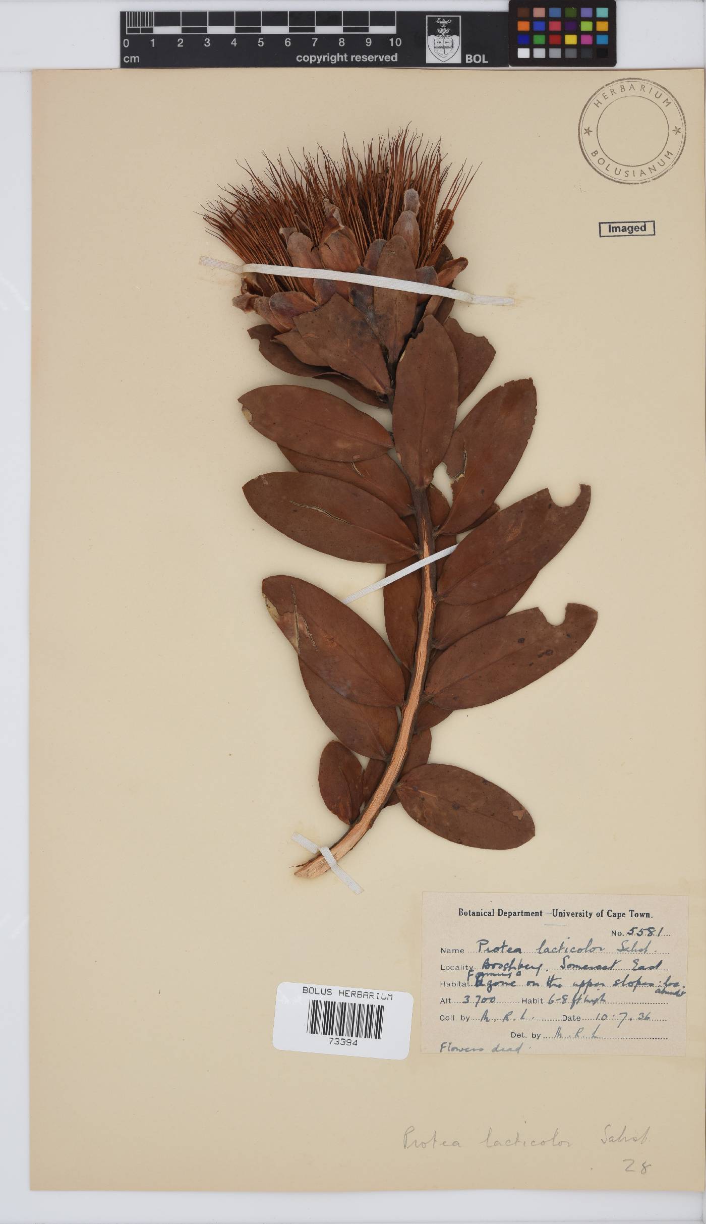 Protea lacticolor image
