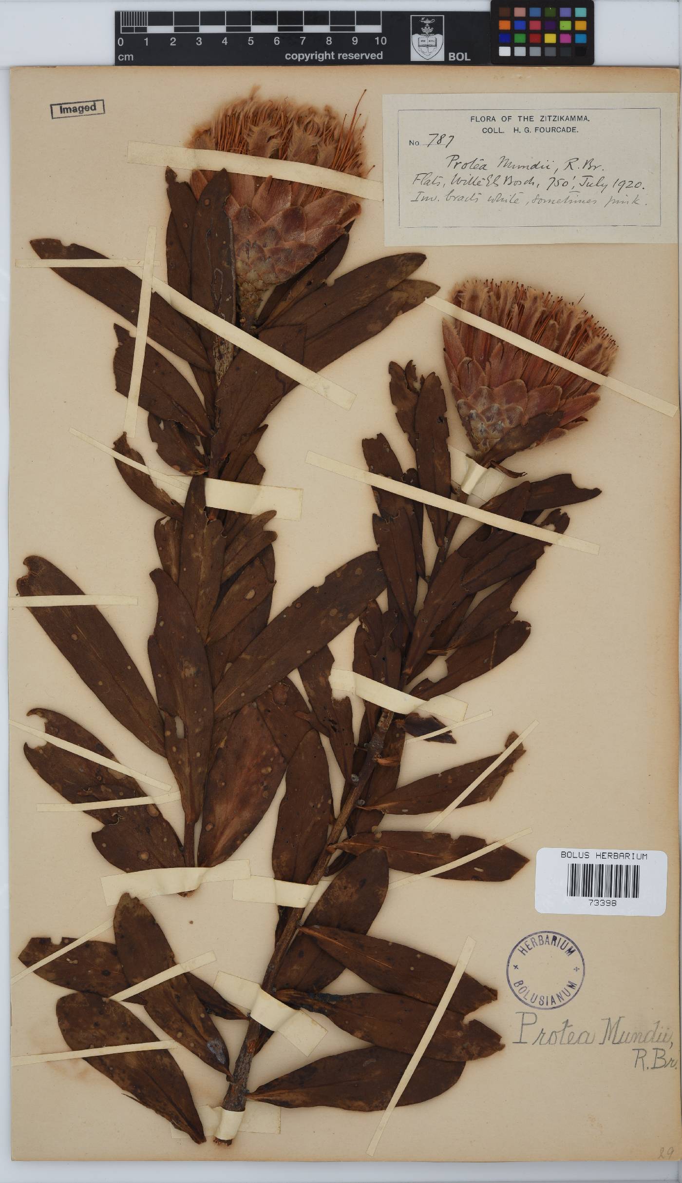 Protea mundii image