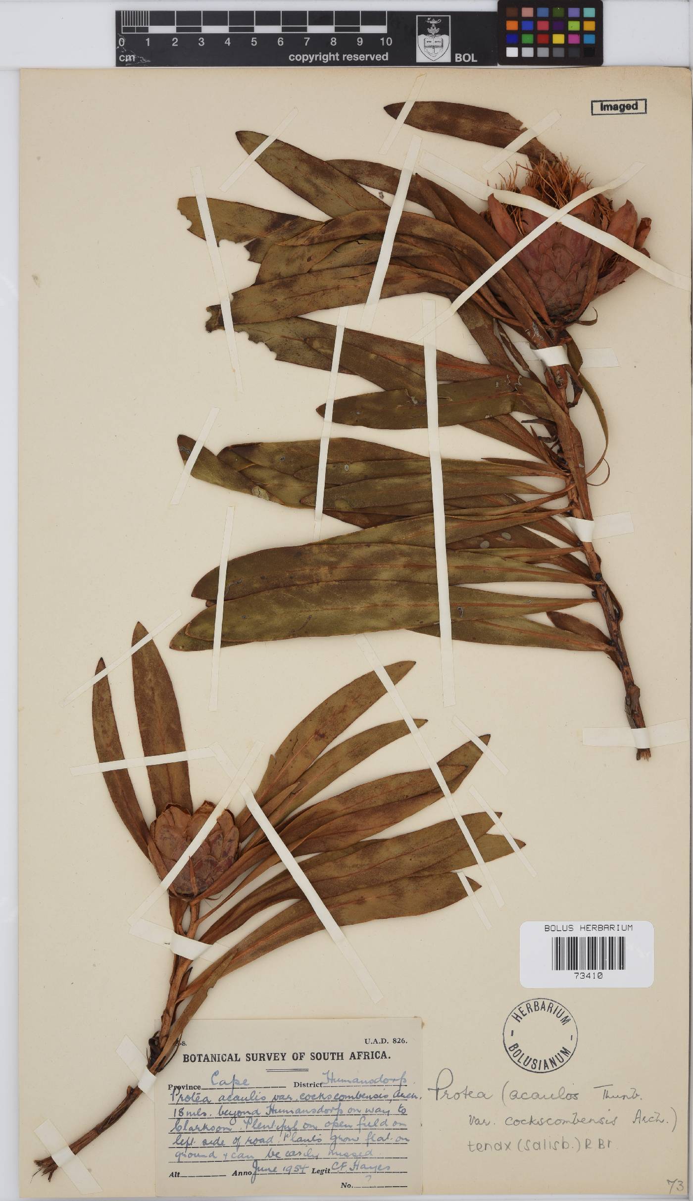 Protea acaulos image