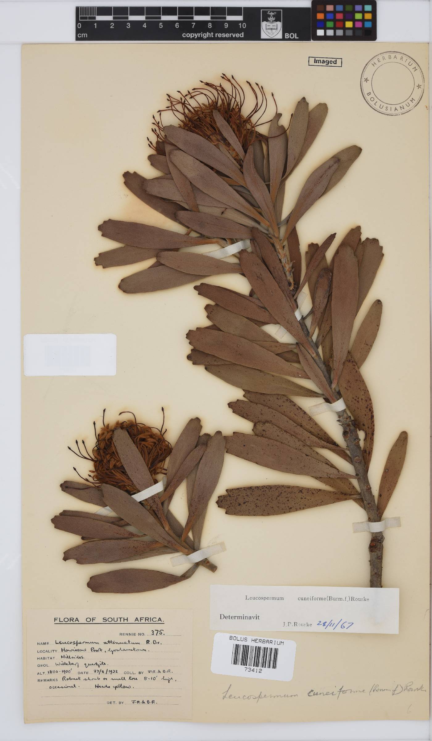 Leucospermum cuneiforme image