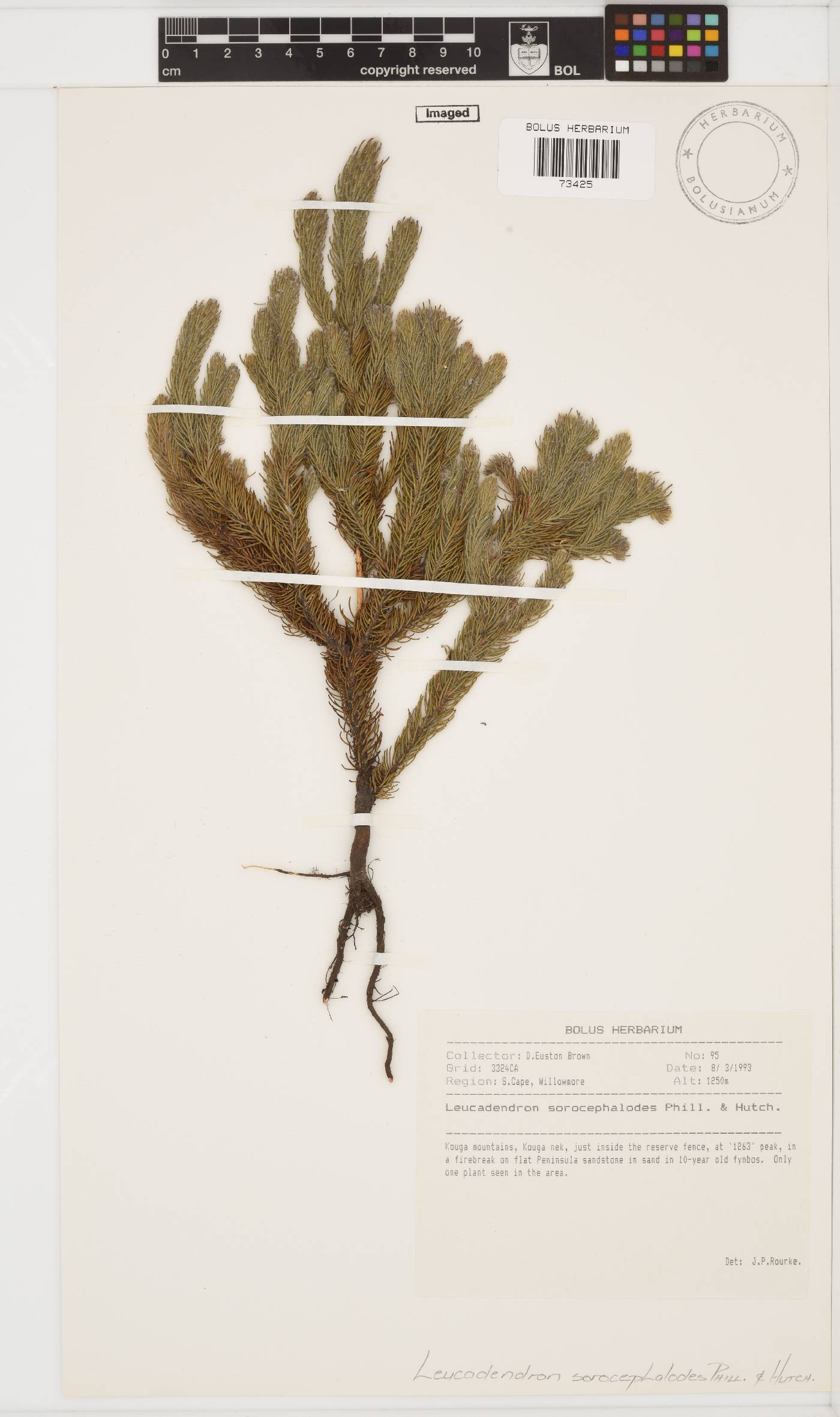 Leucadendron sorocephalodes image