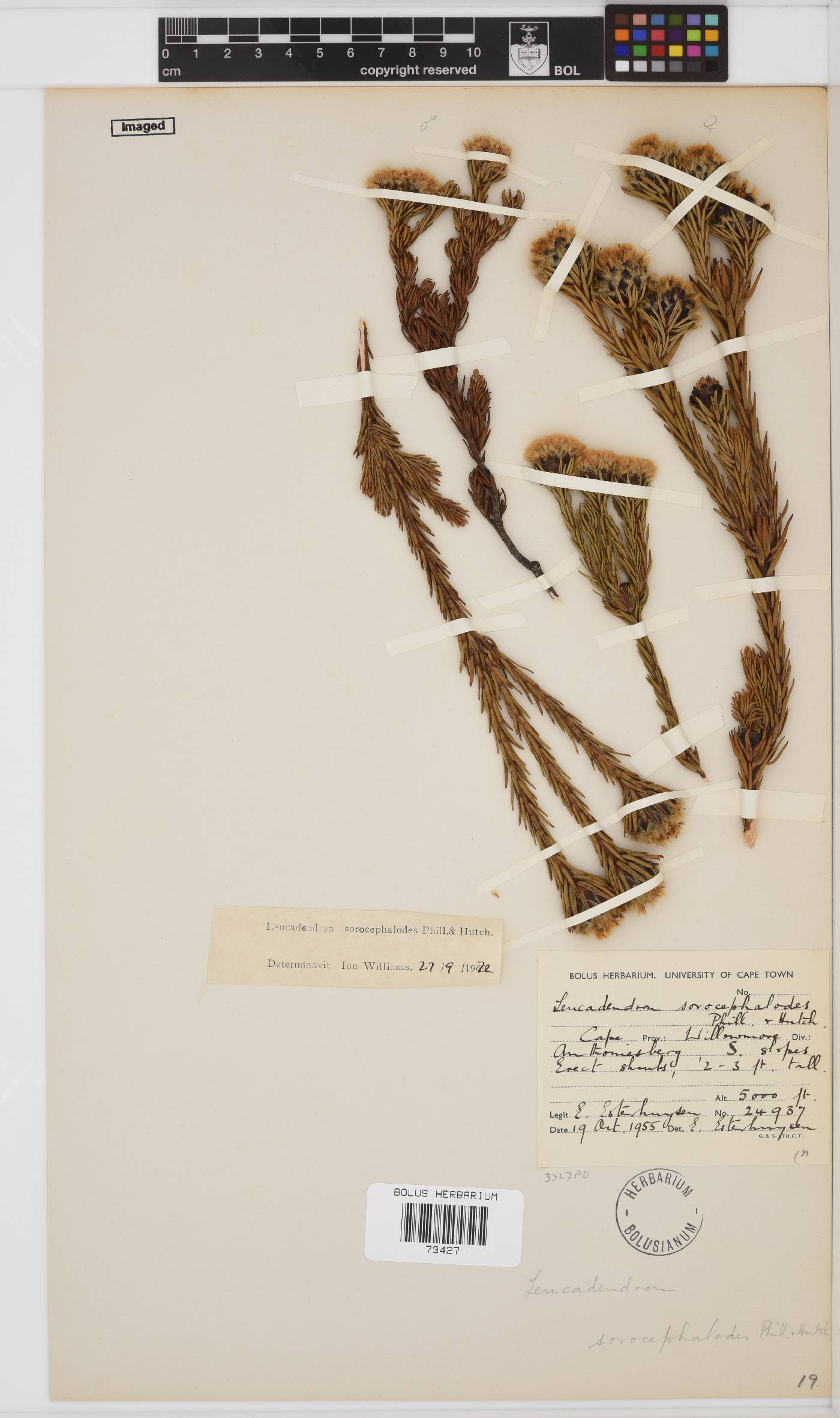Leucadendron sorocephalodes image