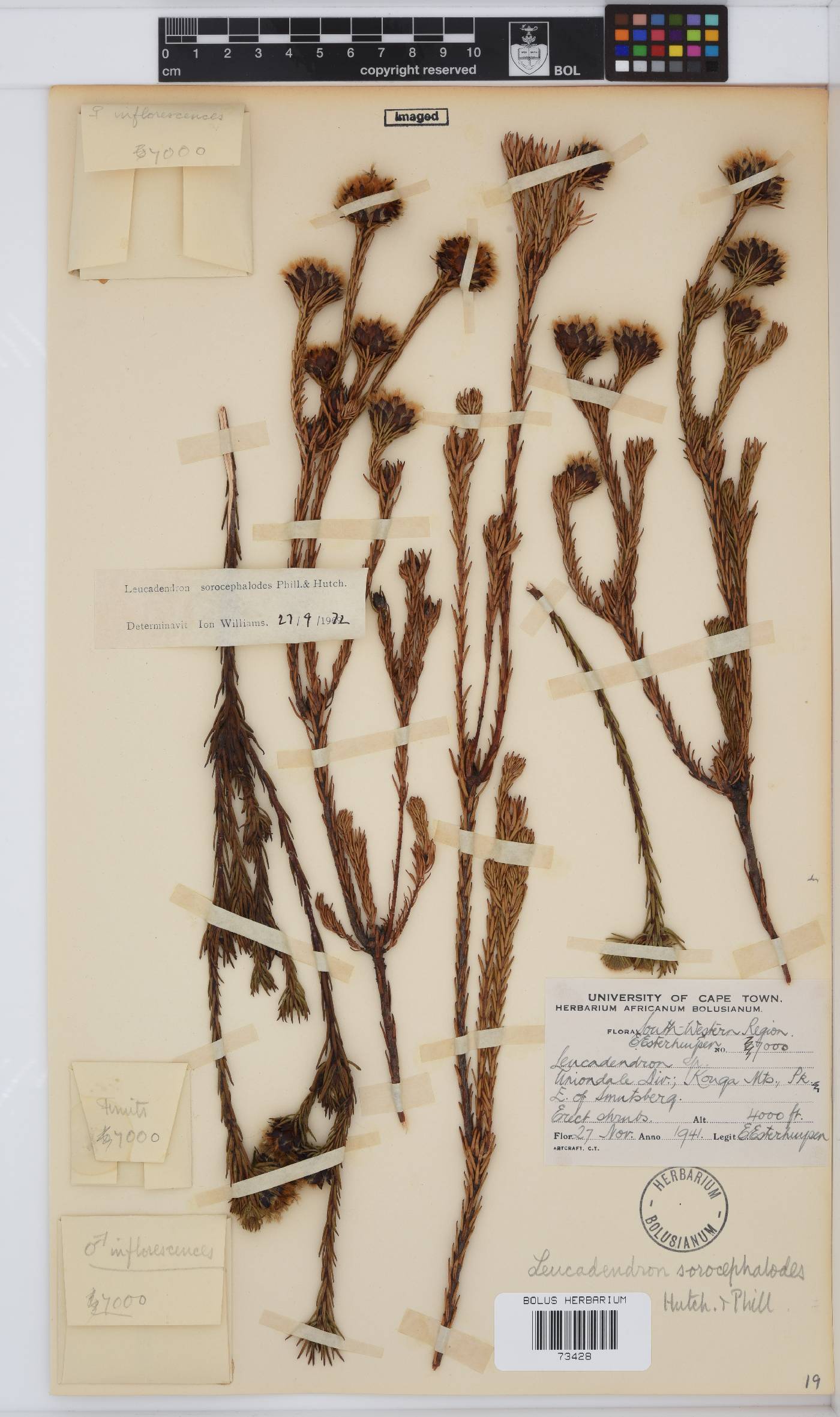 Leucadendron sorocephalodes image