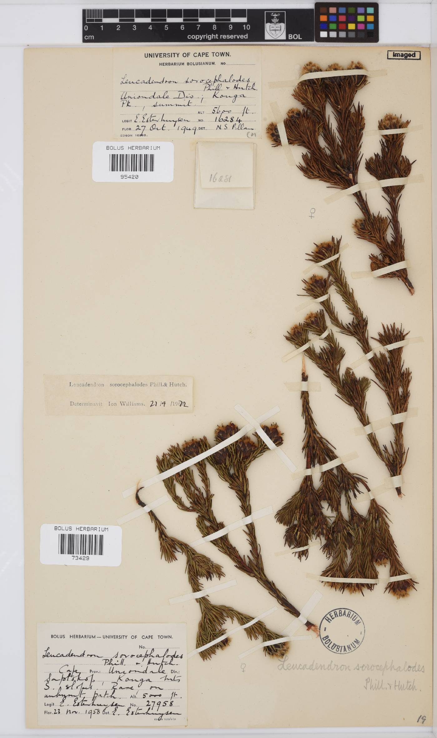 Leucadendron sorocephalodes image