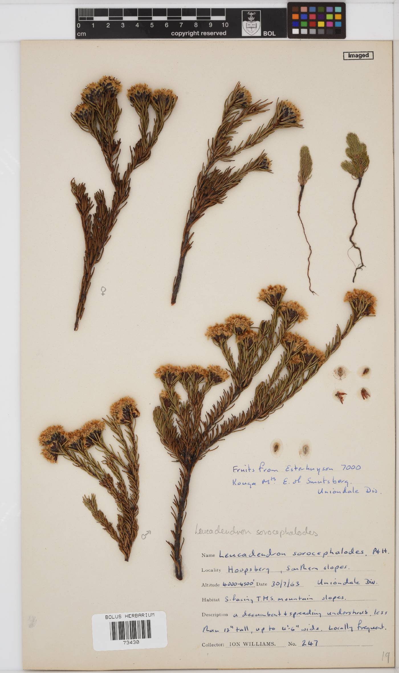 Leucadendron sorocephalodes image