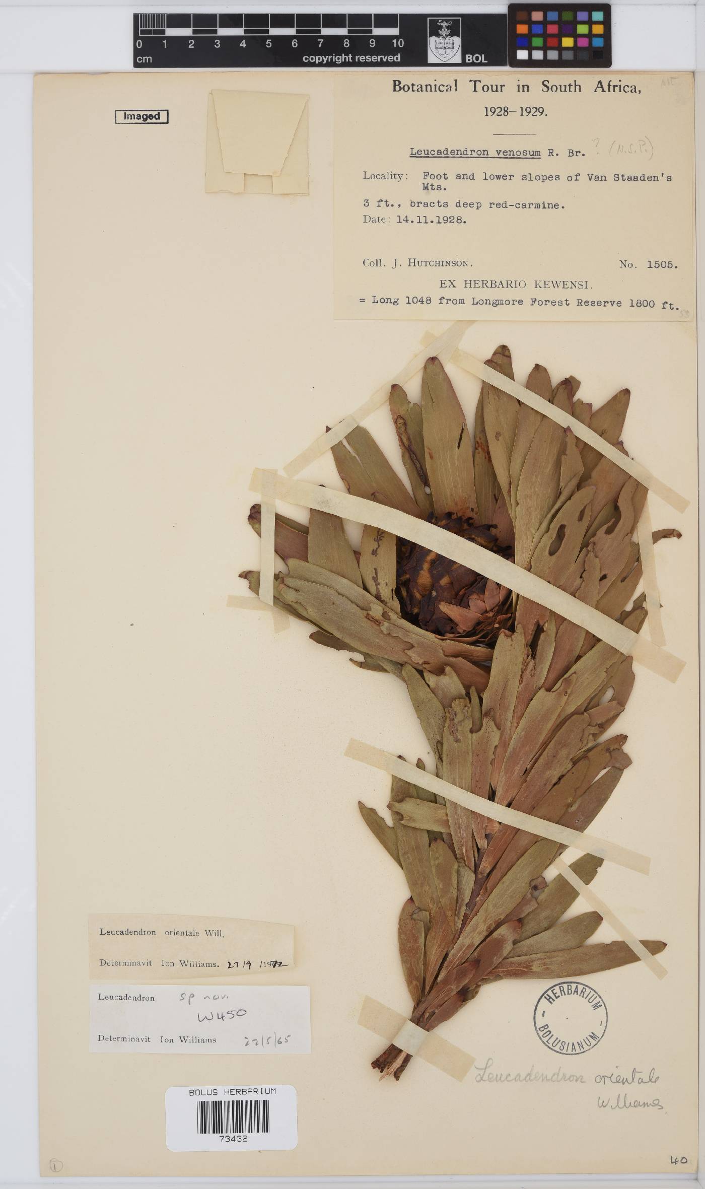 Leucadendron orientale image