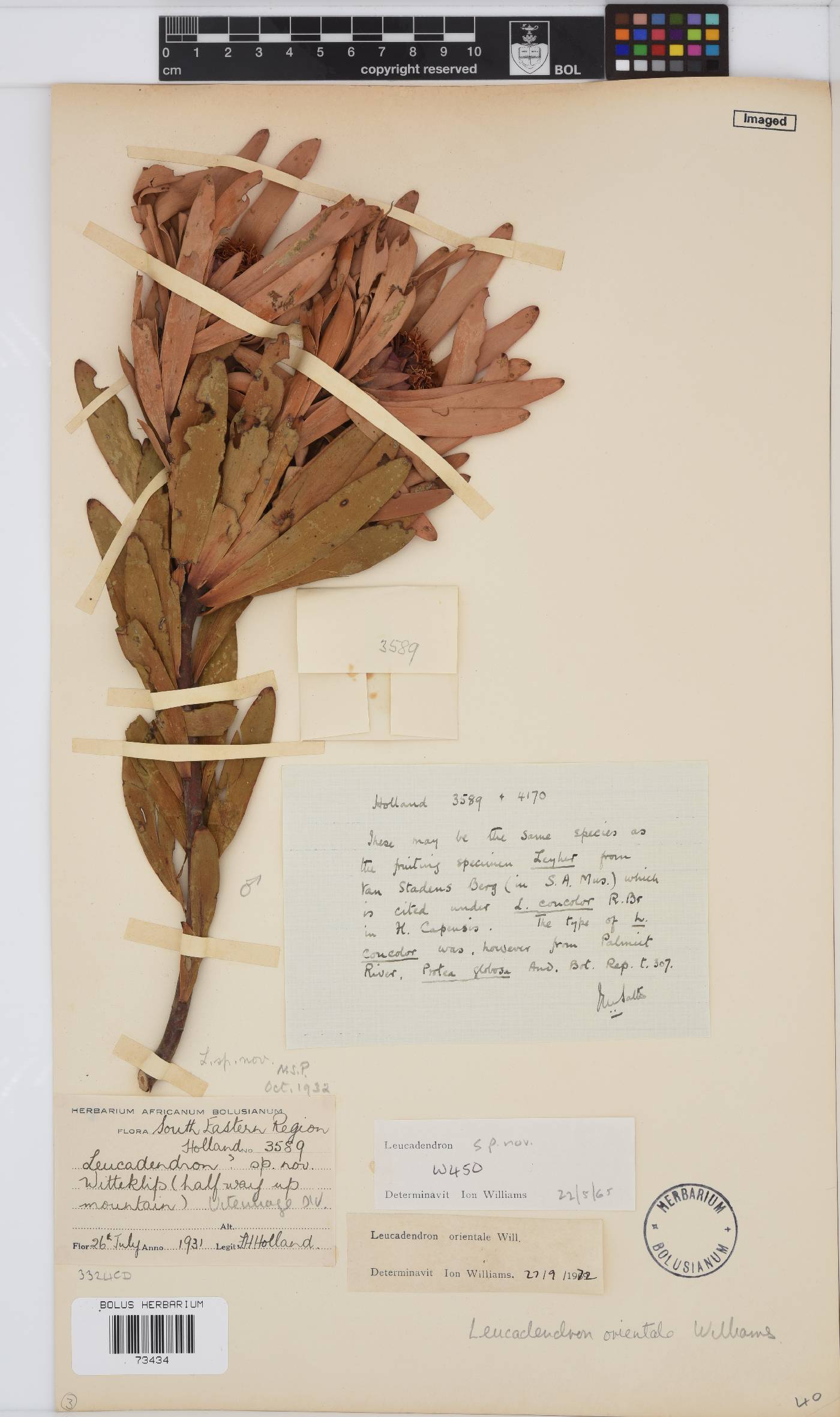 Leucadendron orientale image