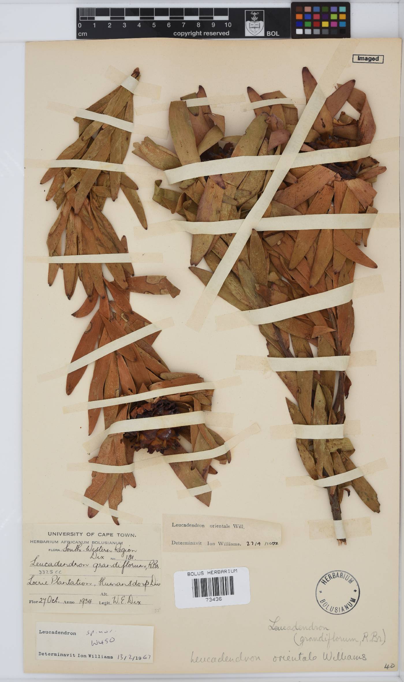 Leucadendron orientale image