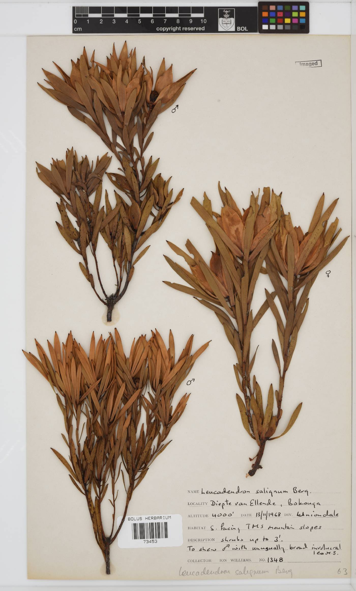 Leucadendron salignum image