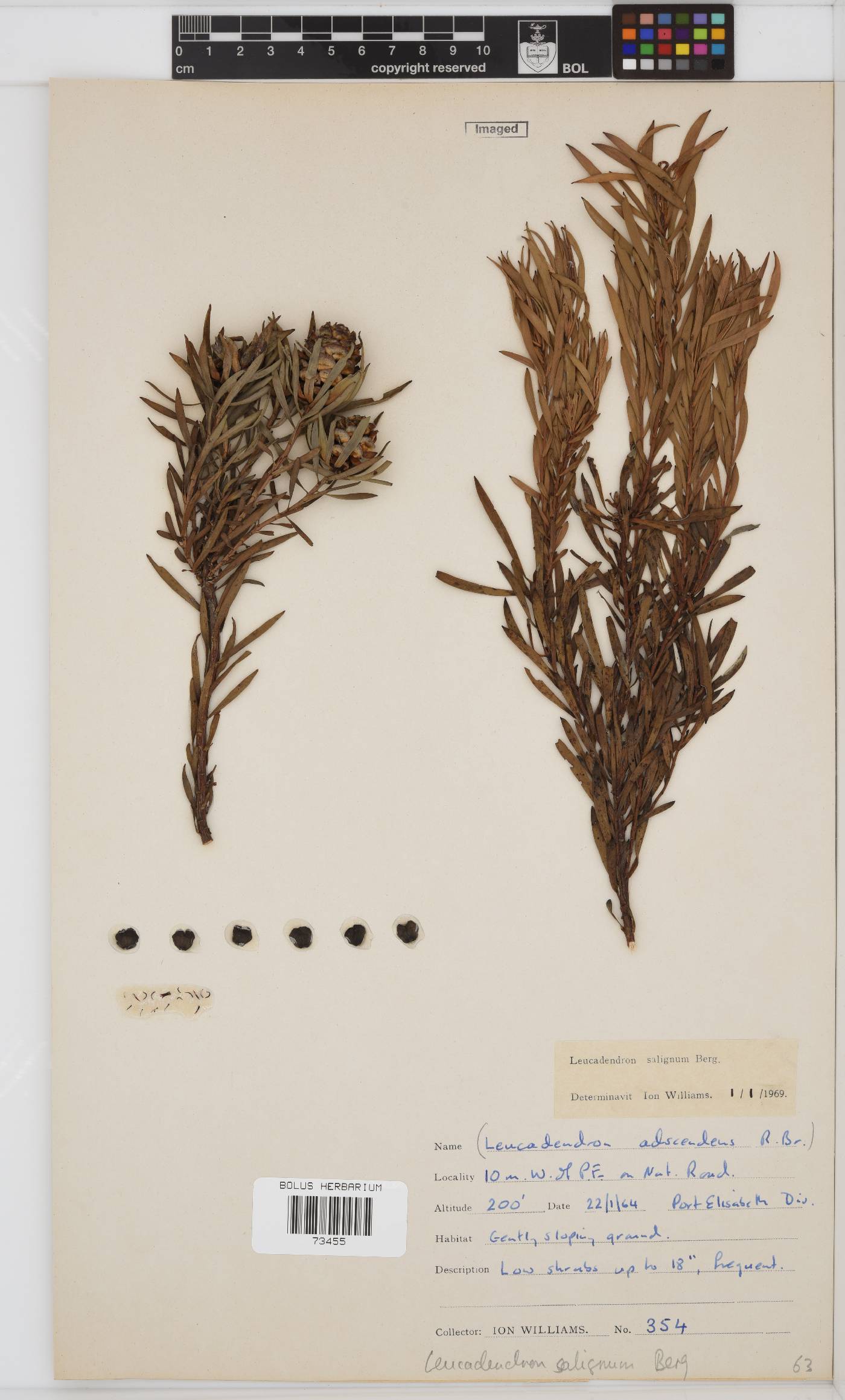 Leucadendron salignum image