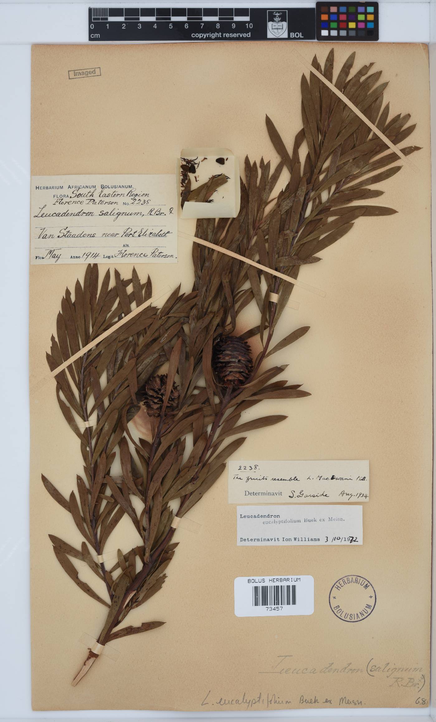 Leucadendron eucalyptifolium image