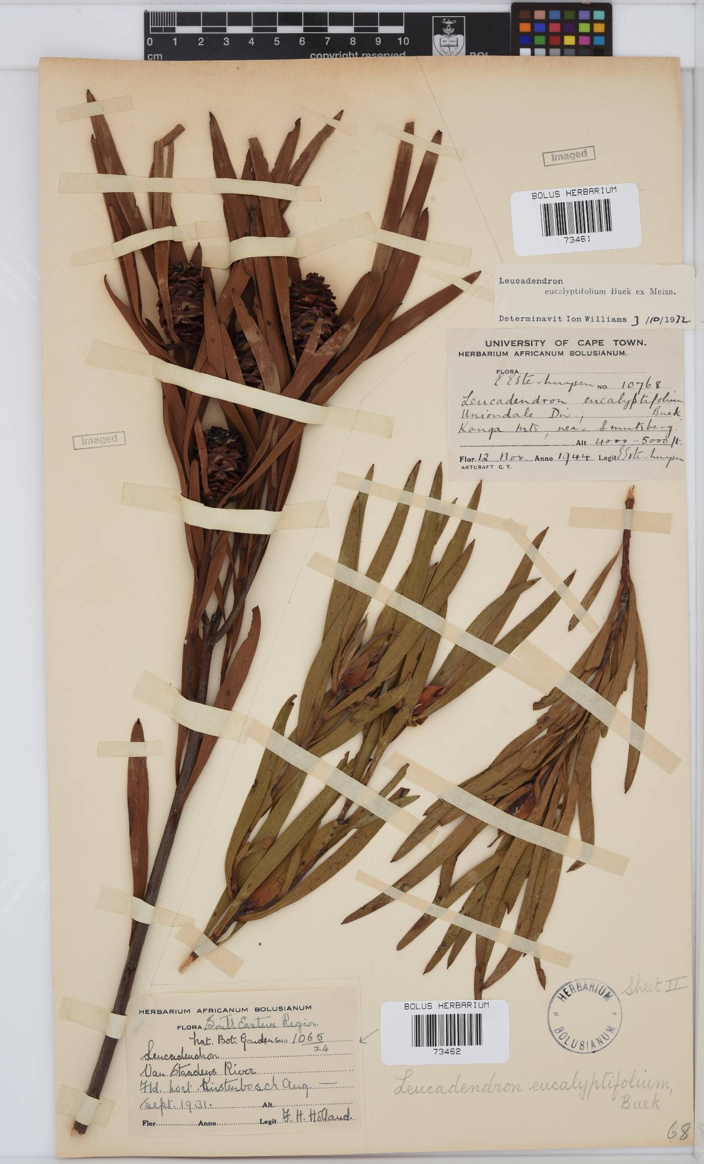 Leucadendron eucalyptifolium image