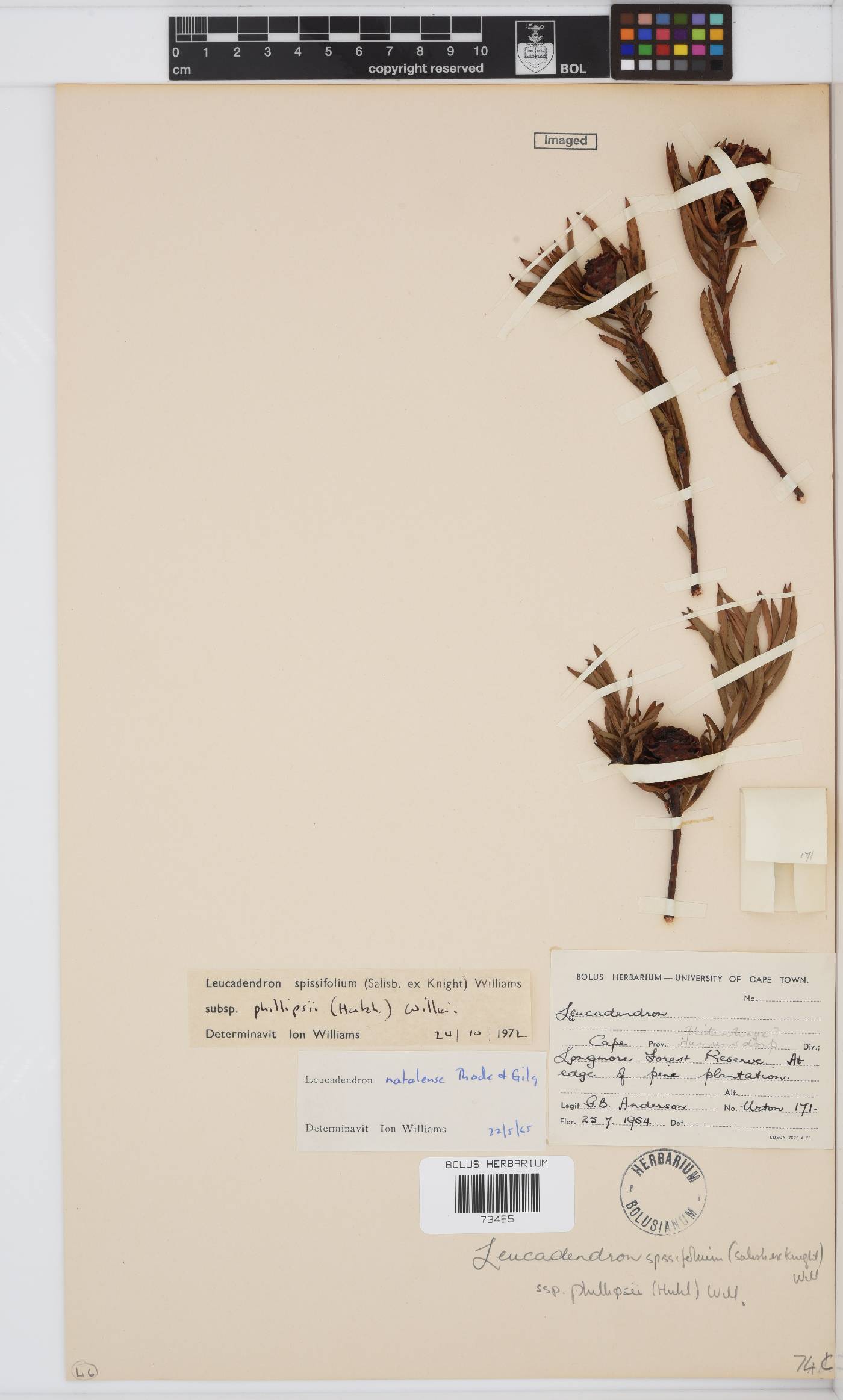 Leucadendron spissifolium image