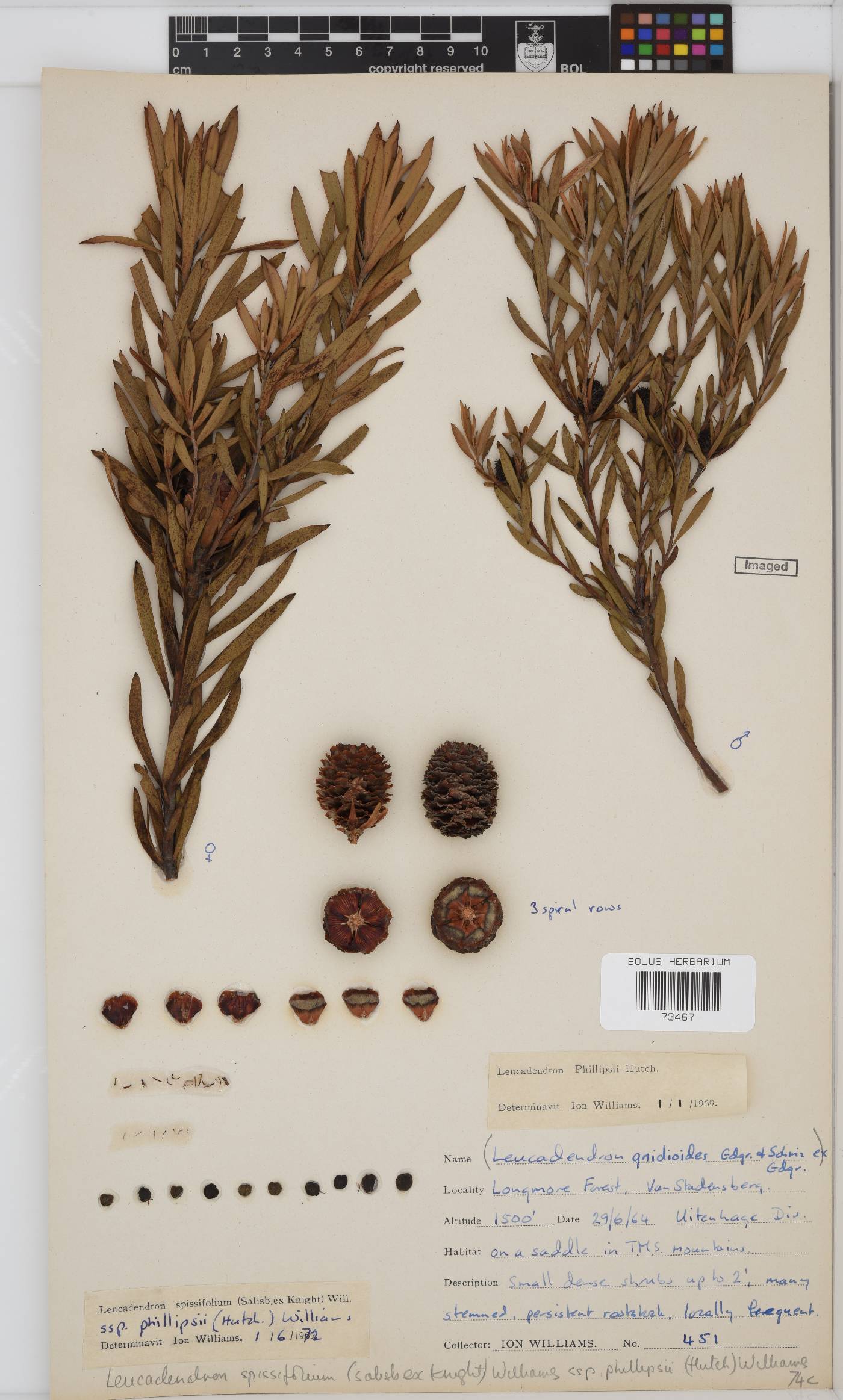 Leucadendron spissifolium subsp. phillipsii image