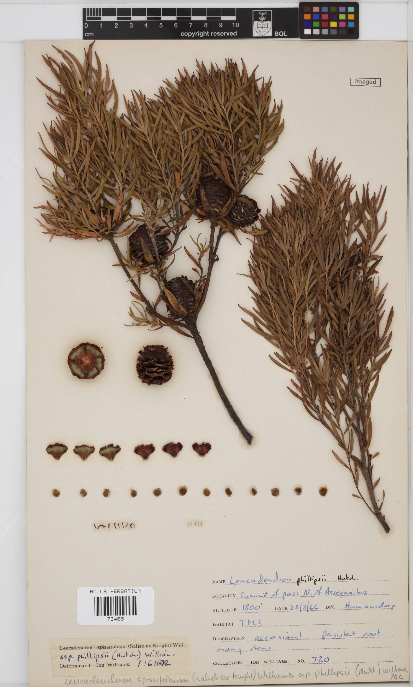 Leucadendron spissifolium subsp. phillipsii image