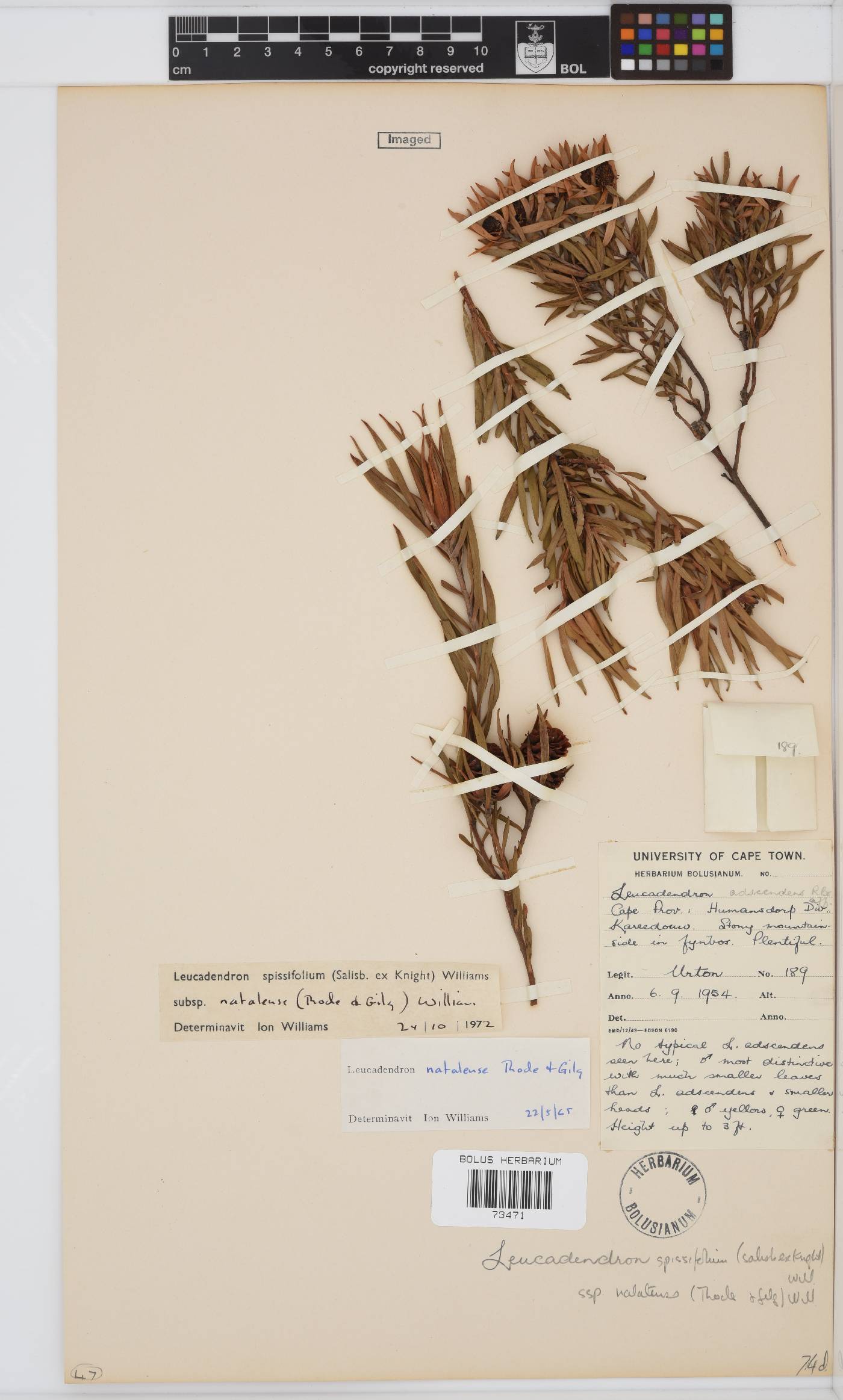 Leucadendron spissifolium image